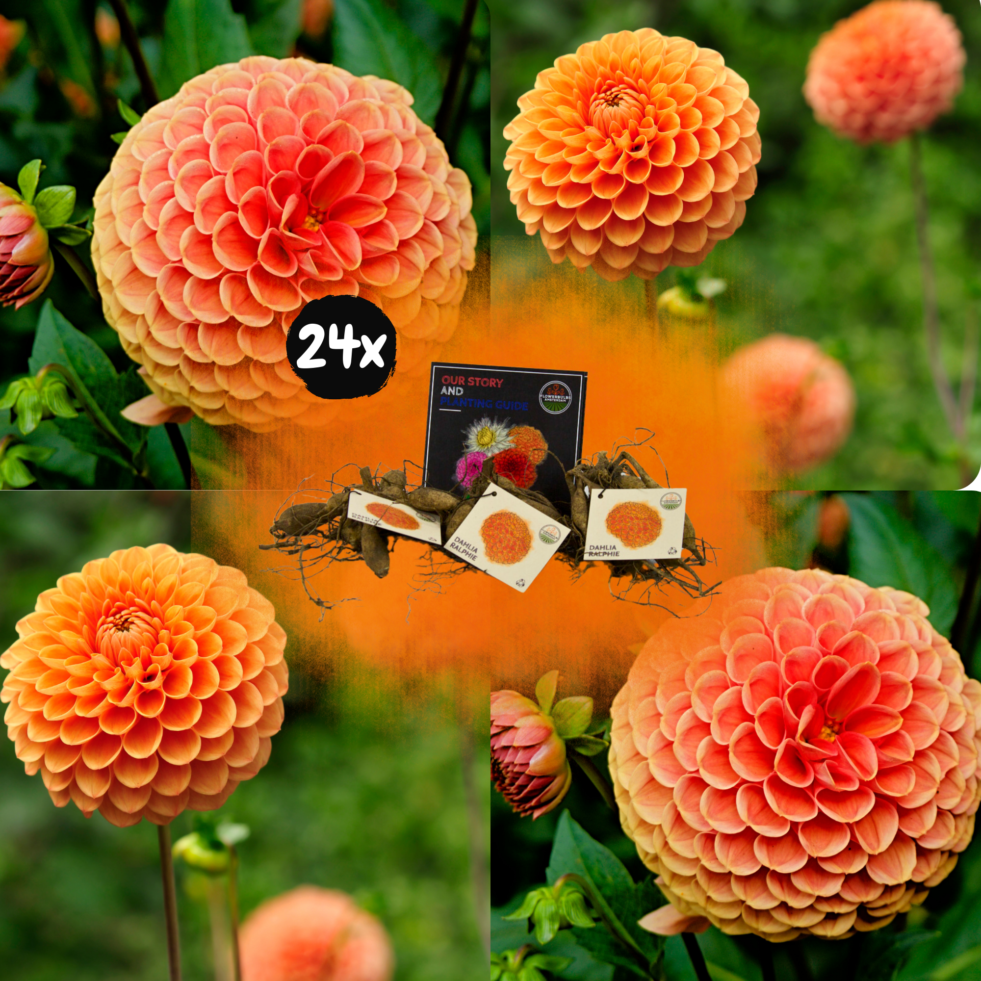 Dahlia - Verschiedene Sorten Dahlienknollen