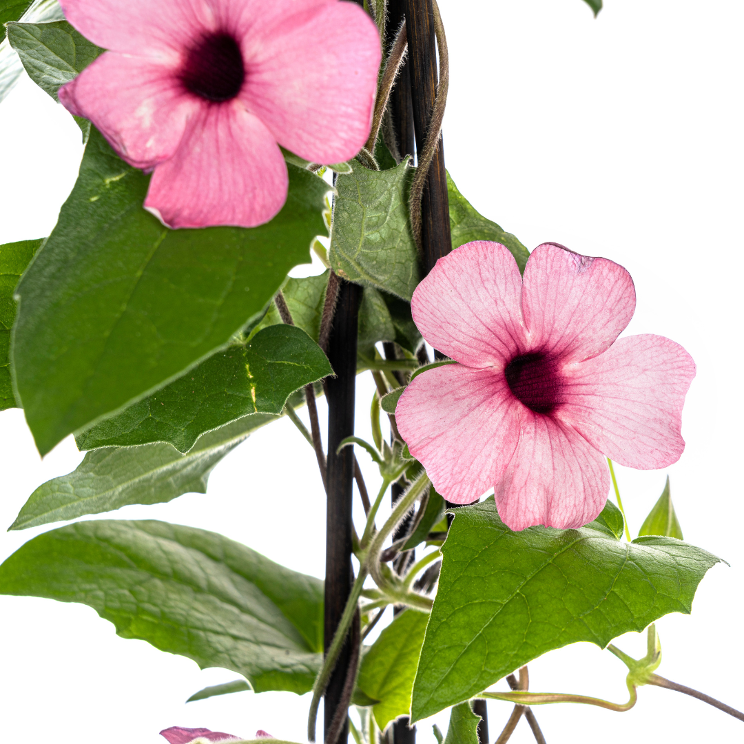 Thunbergia alata &