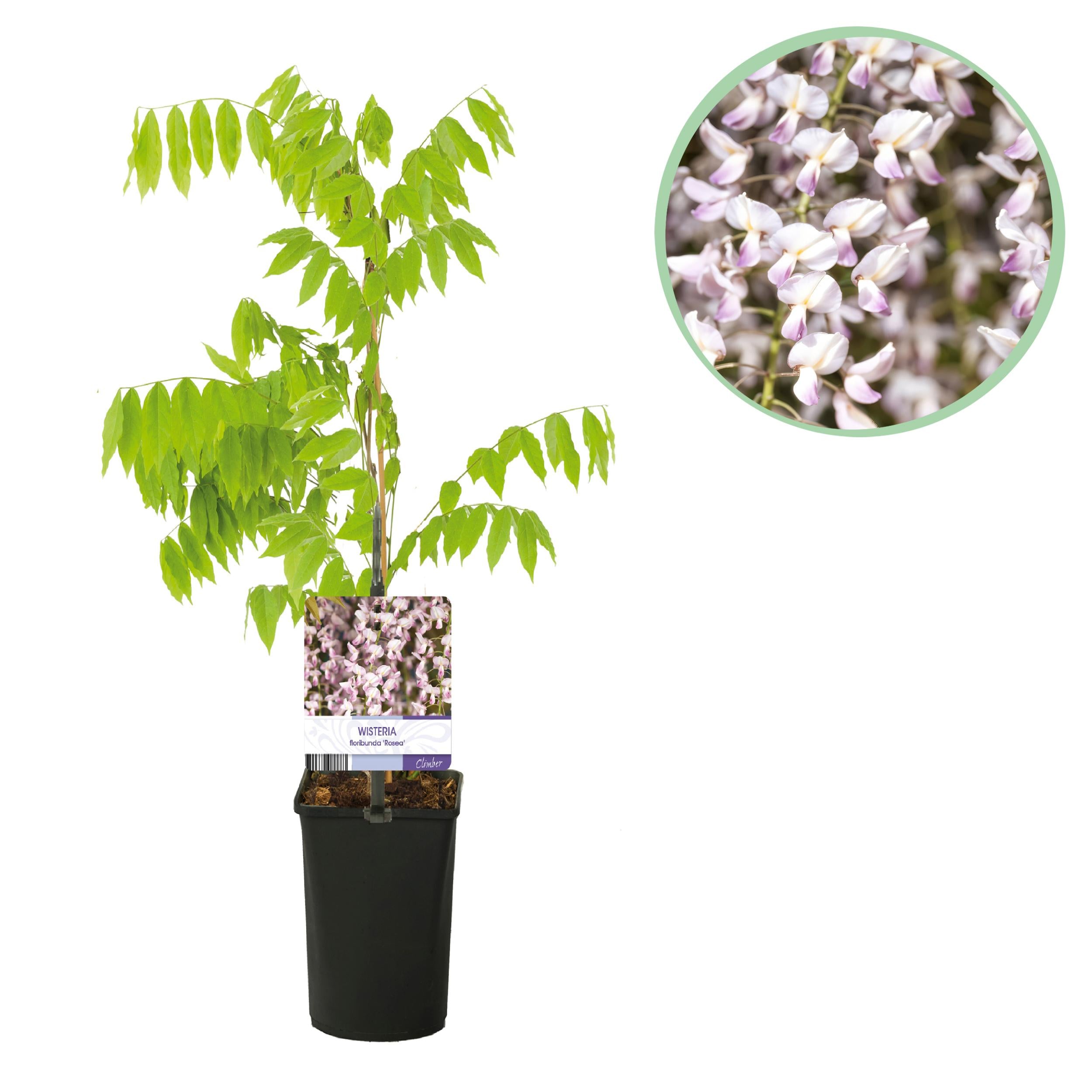 Bild für Variante ↨30 – 40cm・⌀11cm・rosa Blüten
