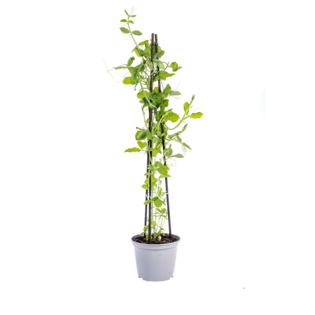 Rhodochiton, Cobaea, Lathyrus, Ipomoea - Kletterpflanzenmix