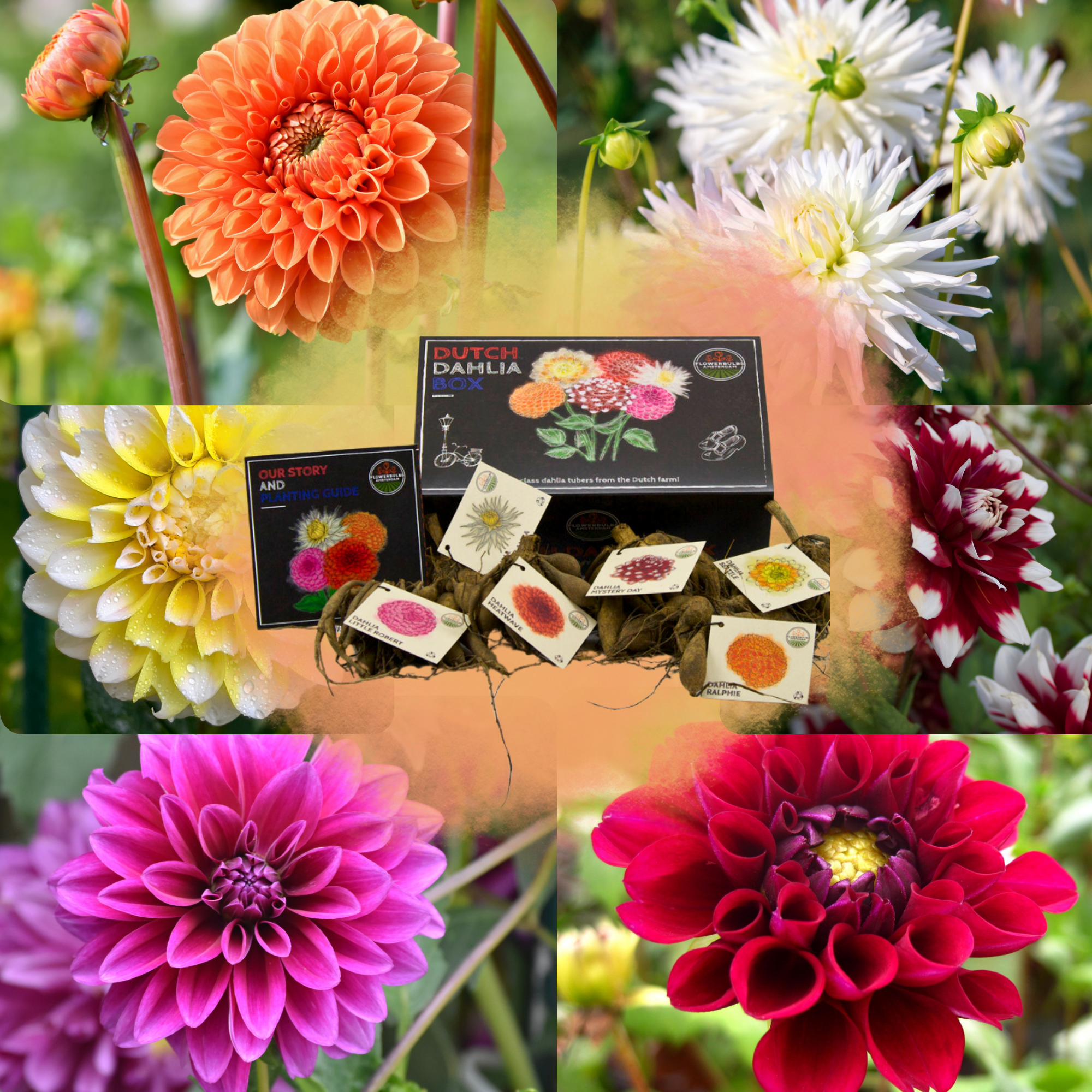 Dahlia - Verschiedene Sorten Dahlienknollen