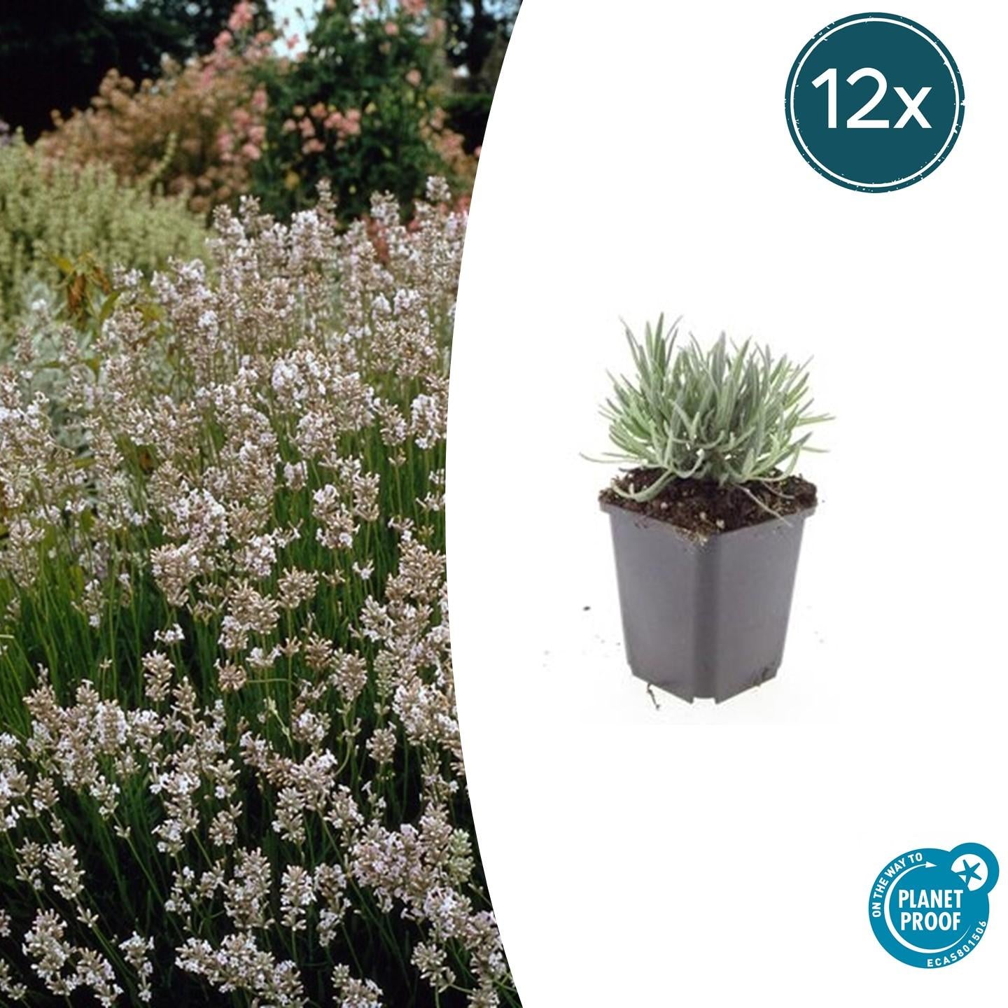 Bild für Variante ↨20 – 30cm・⌀9cm・Sorte &