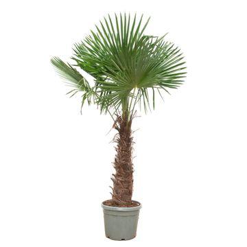 Bild für Variante ↨250 – 300cm・⌀55cm