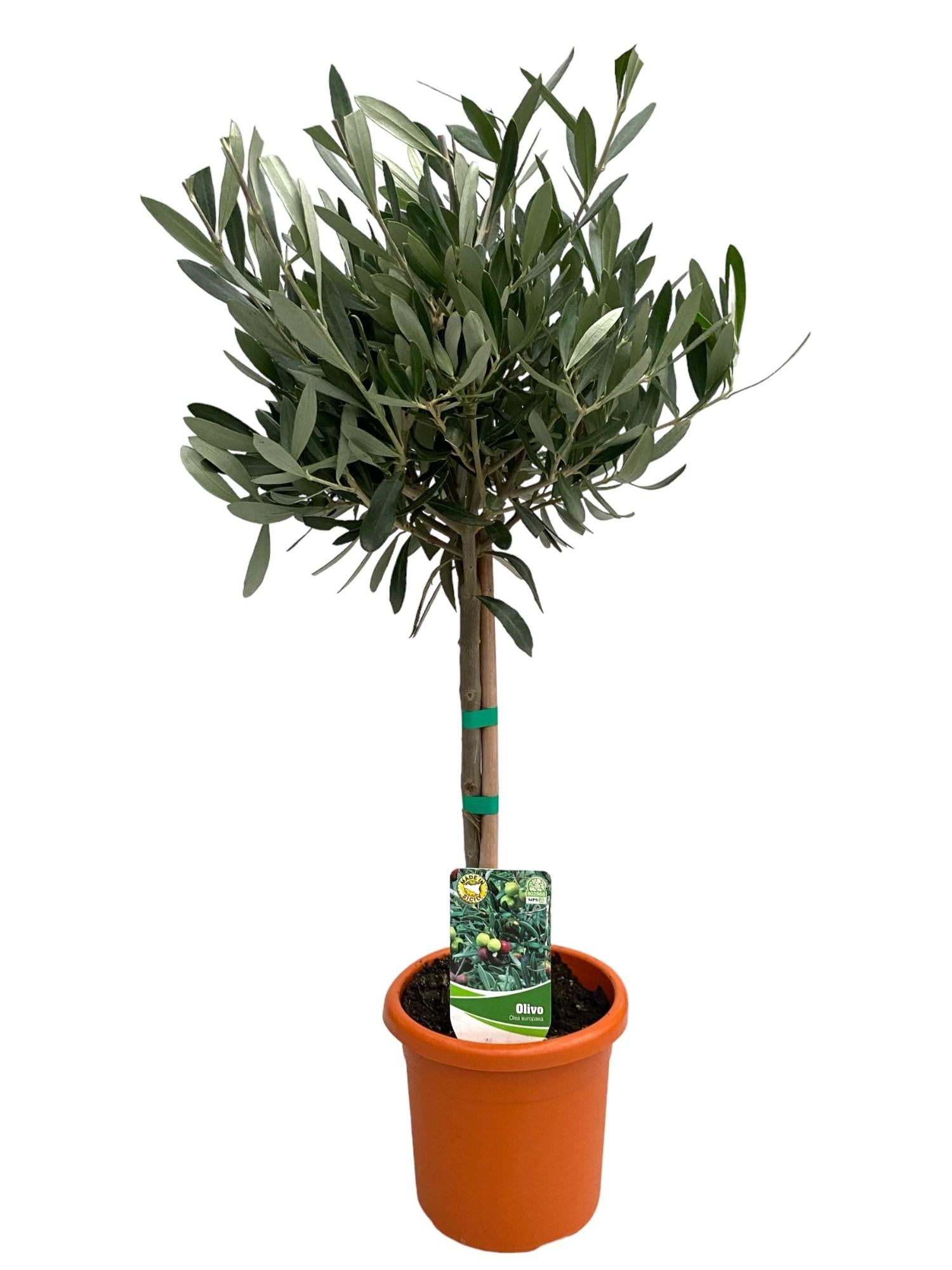 Olea europea - Olivenbaum, Ölbaum