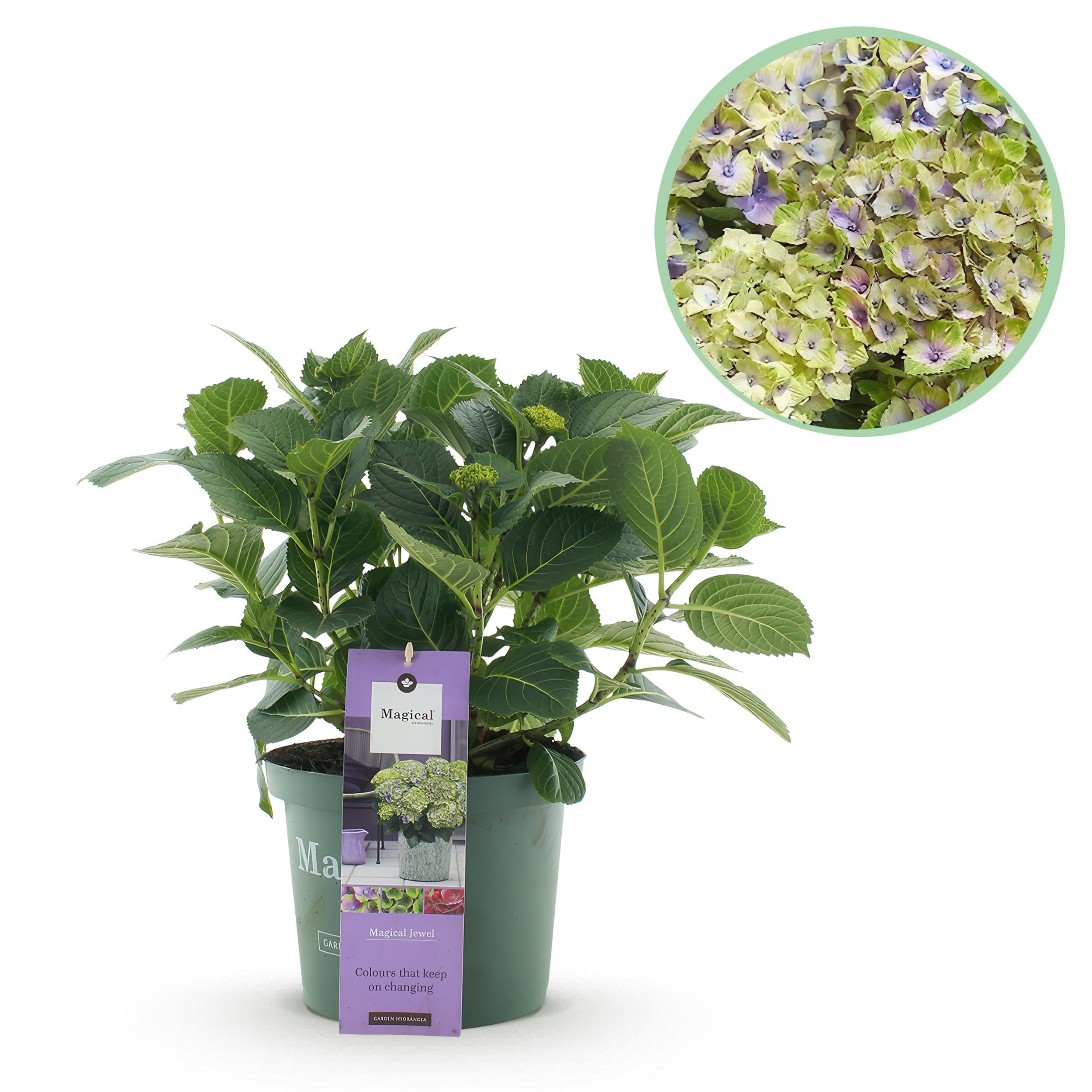 Hydrangea macrophylla - Bauernhortensie, Gartenhortensie