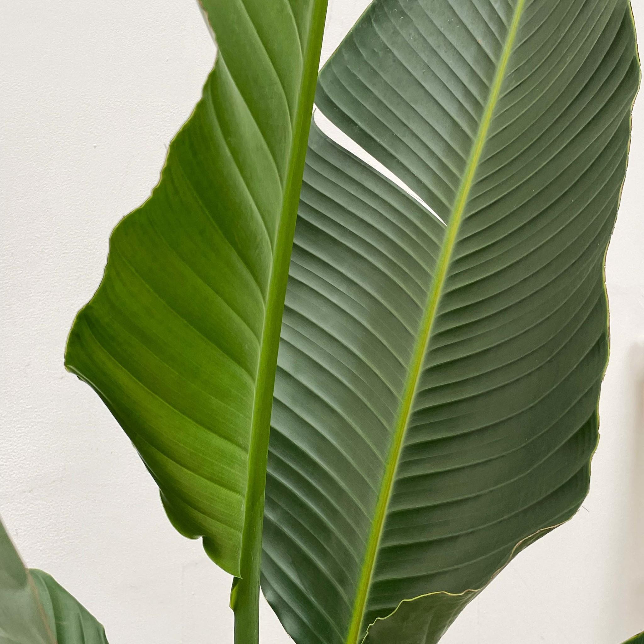 Strelitzia augusta (alba) - Weiẞe Strelitzie