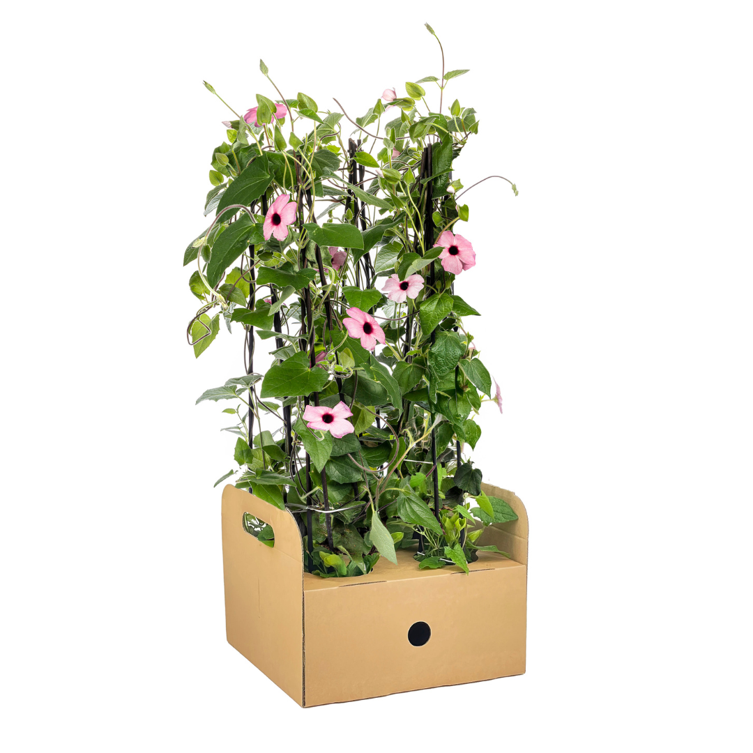 Bild für Variante ↨50 – 70cm・⌀13cm・Farbe &