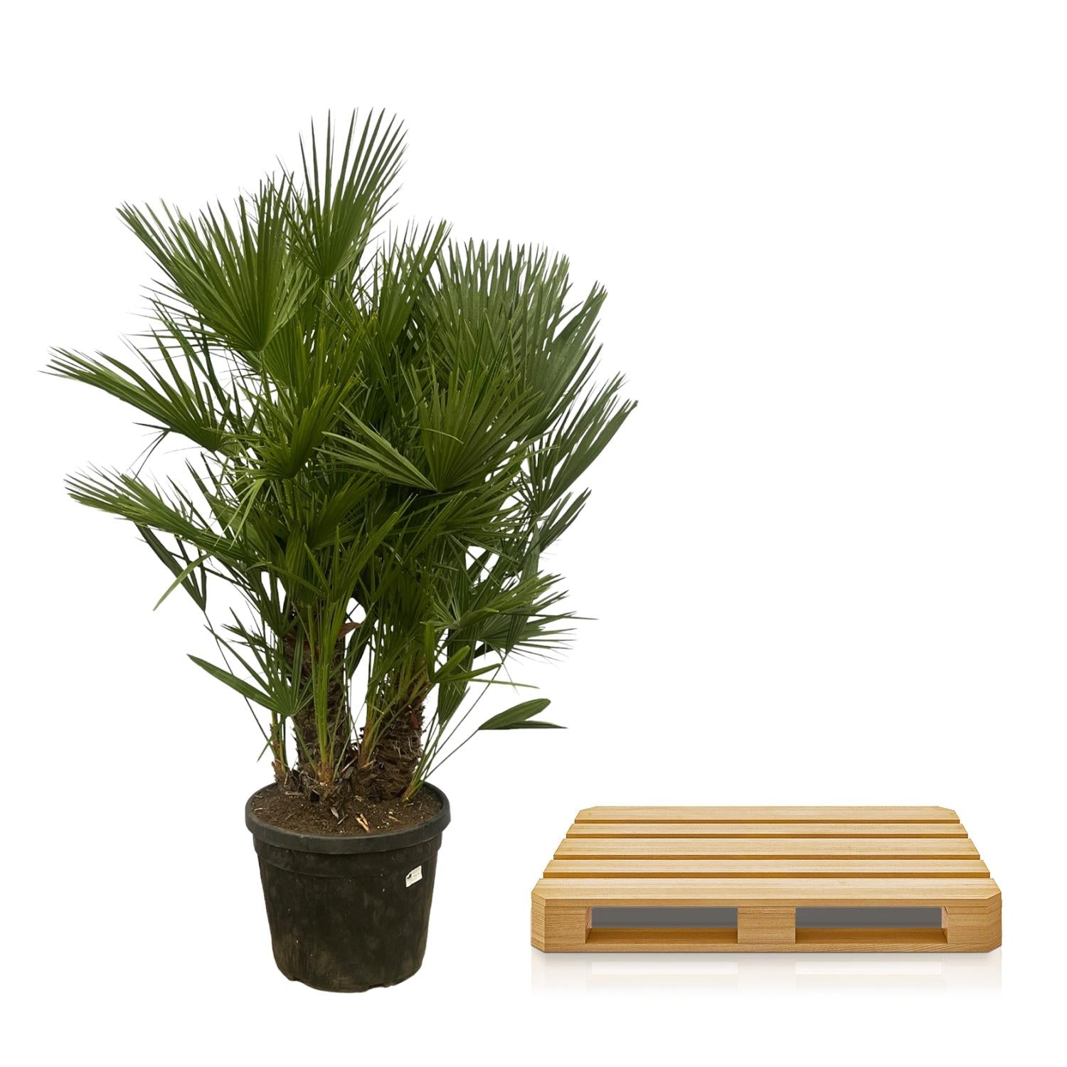 Chamaerops humilis - Europäische Zwergpalme
