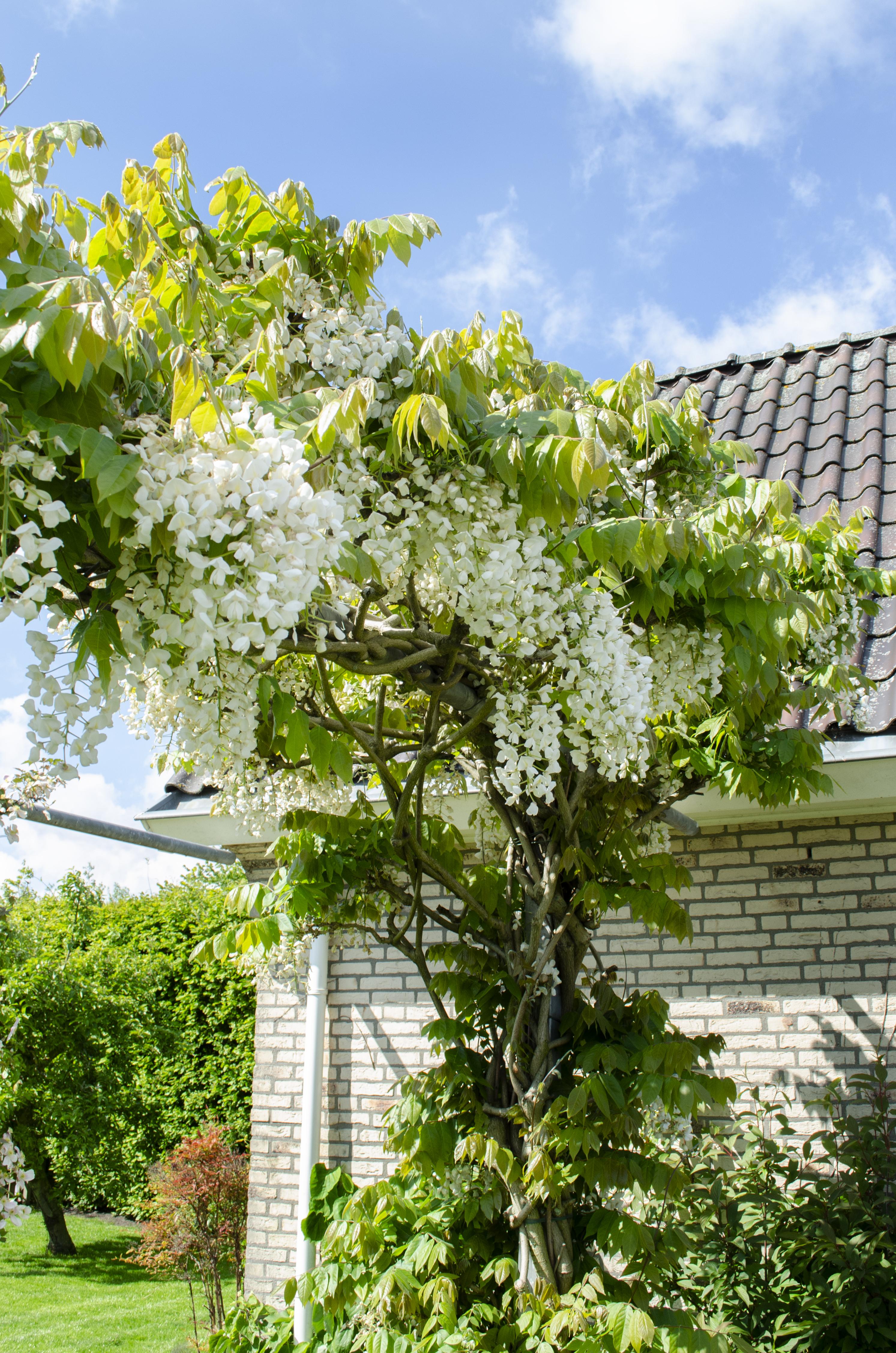 Wisteria floribunda - Japanische Blauregen