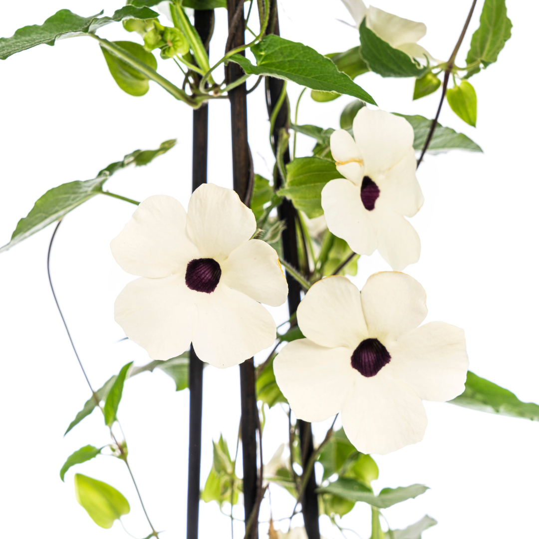 Thunbergia alata &