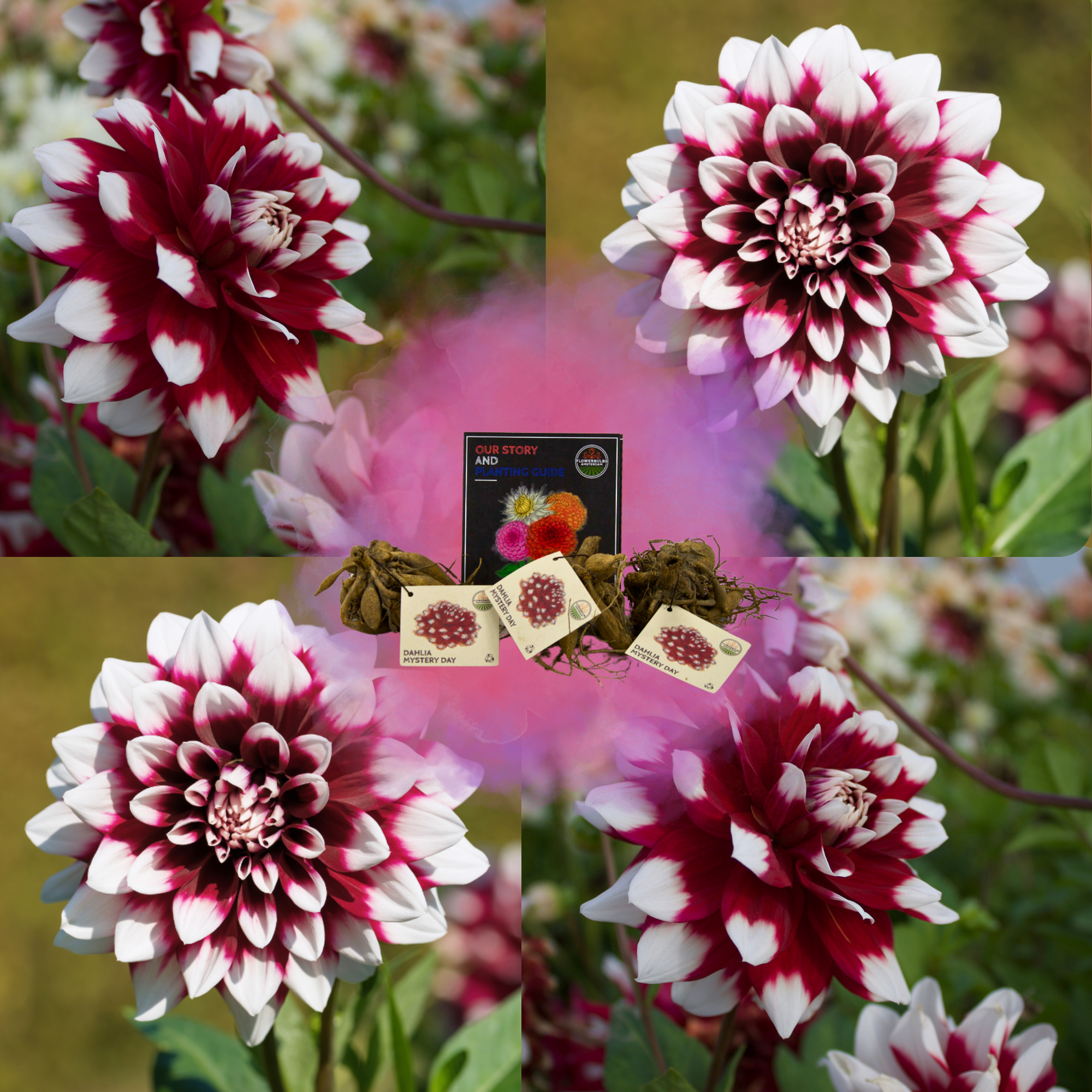 Dahlia - Verschiedene Sorten Dahlienknollen