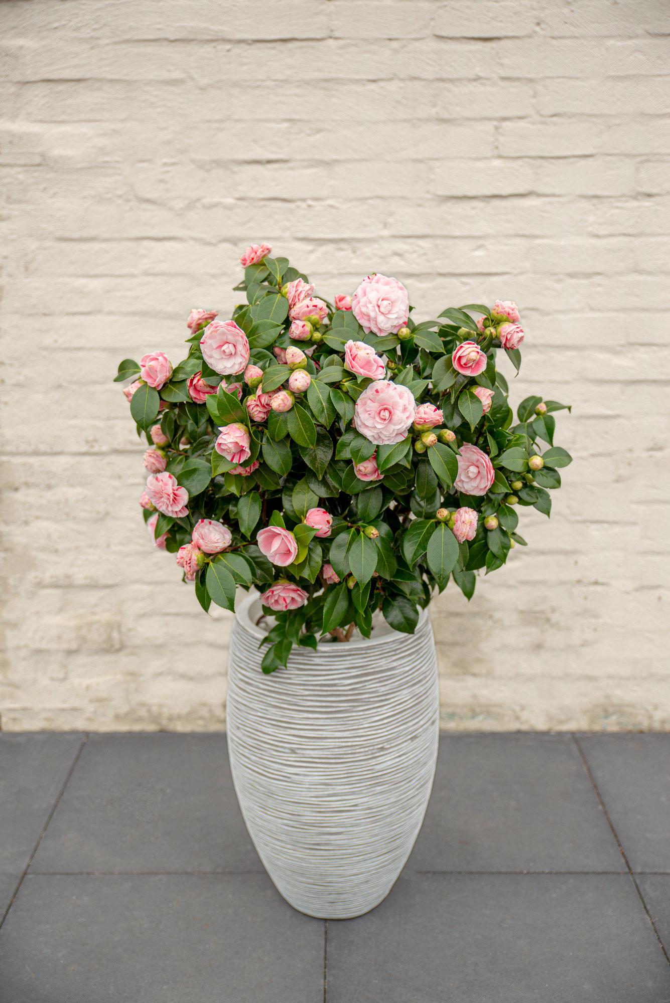 Camellia japonica - Japanische Kamelie