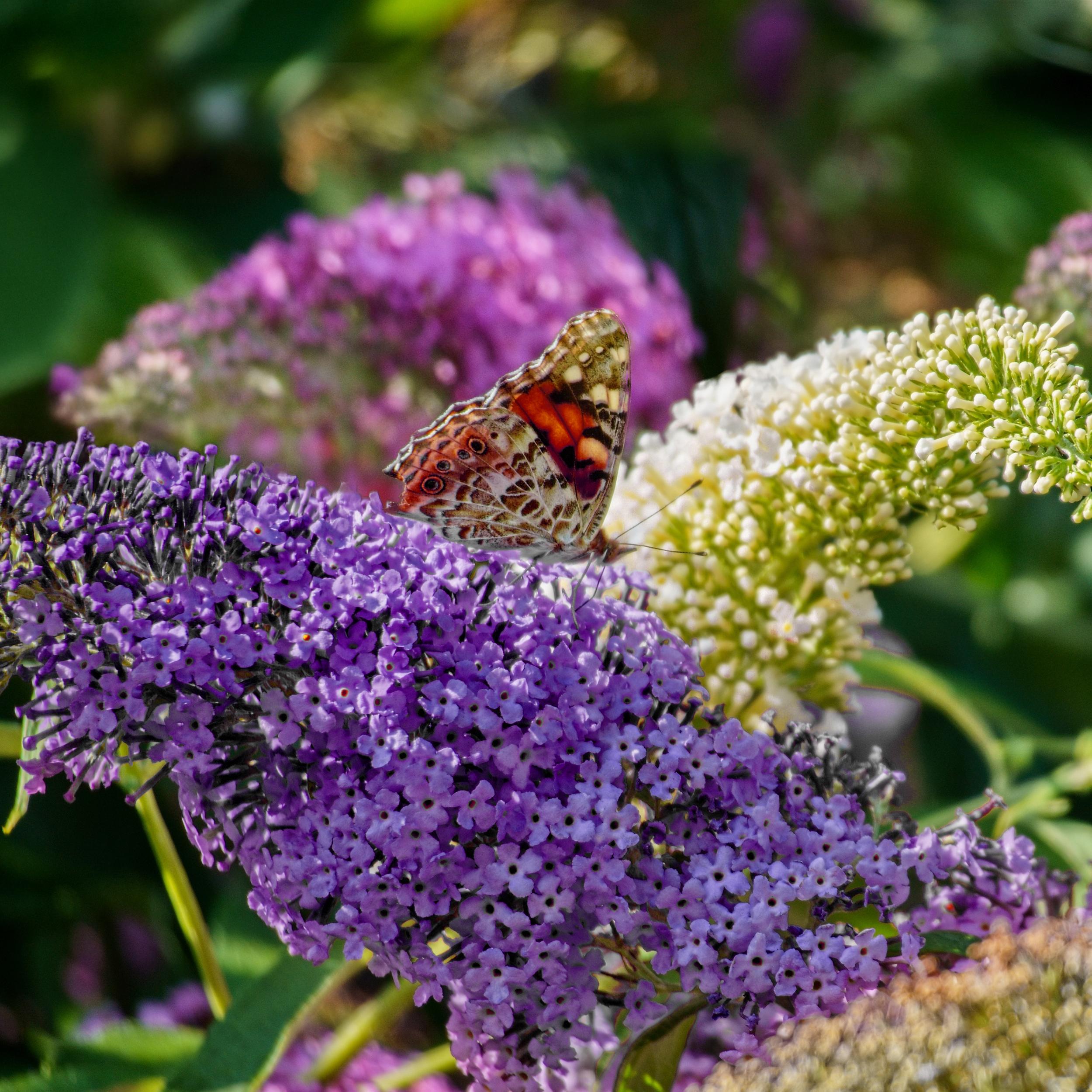 Buddleja davidii - Zwerg-Schmetterlingsflieder, Sommerflieder