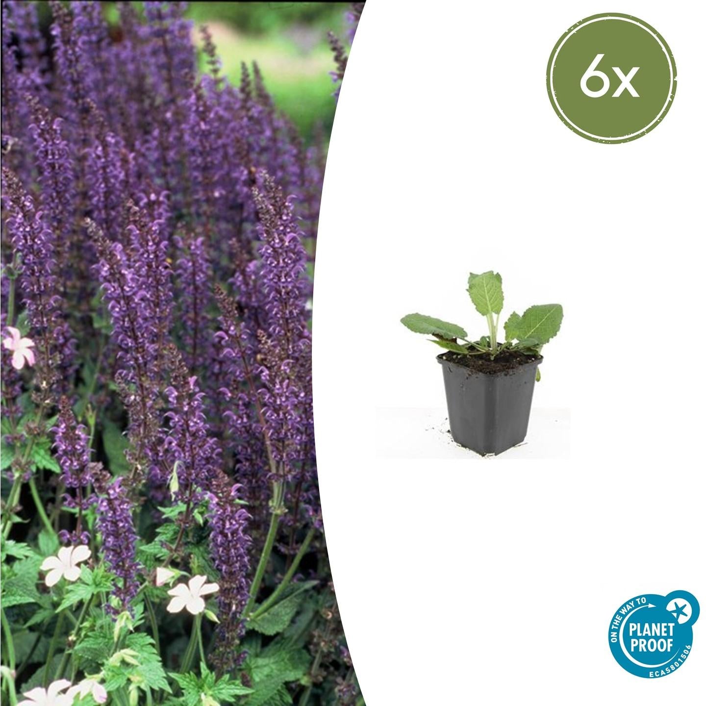 Salvia nemorosa - Verschiedene Sorten winterharter Hain-Salbei