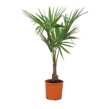 Trachycarpus Fortunei - Chinesische Hanfpalme