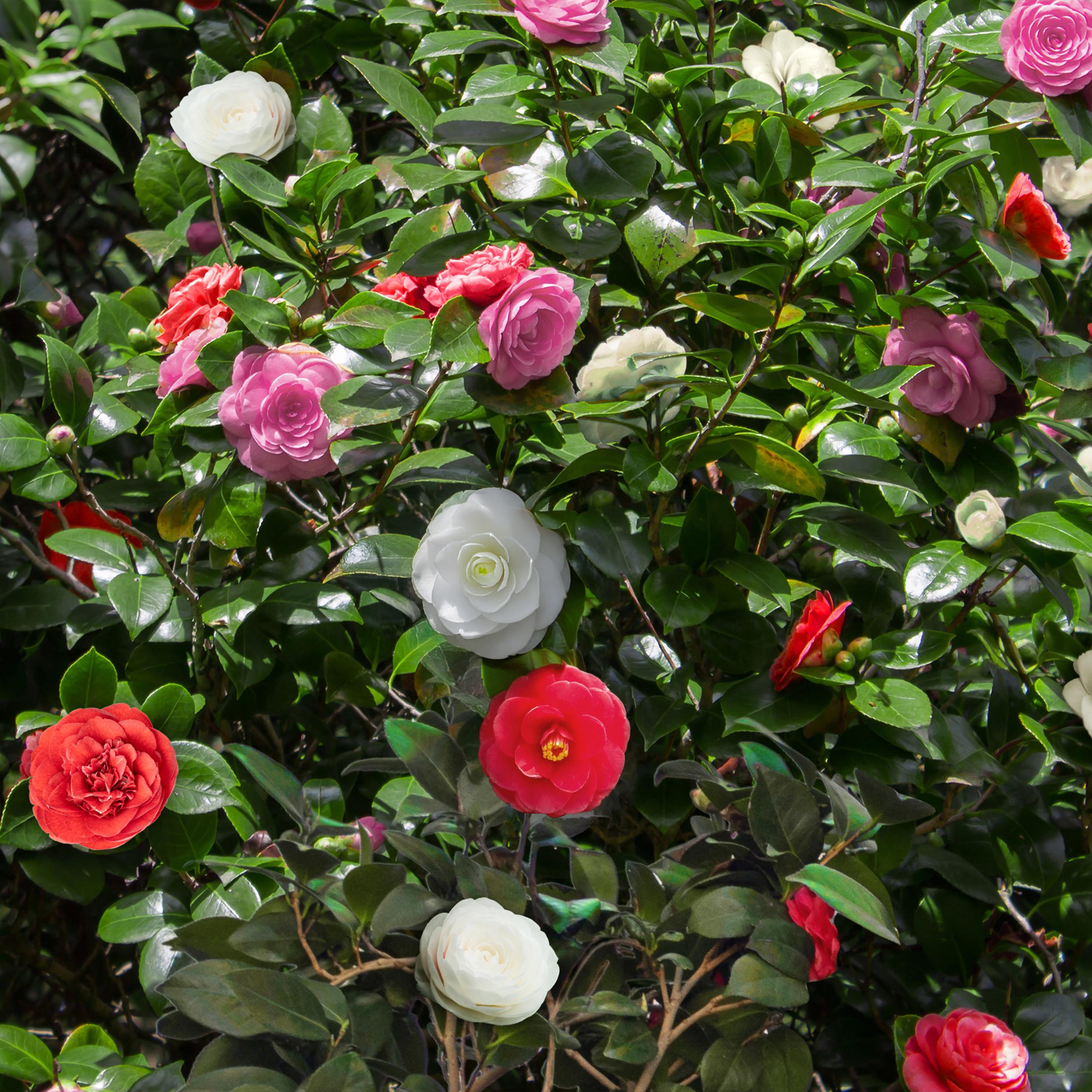 Camellia japonica - Japanische Kamelie