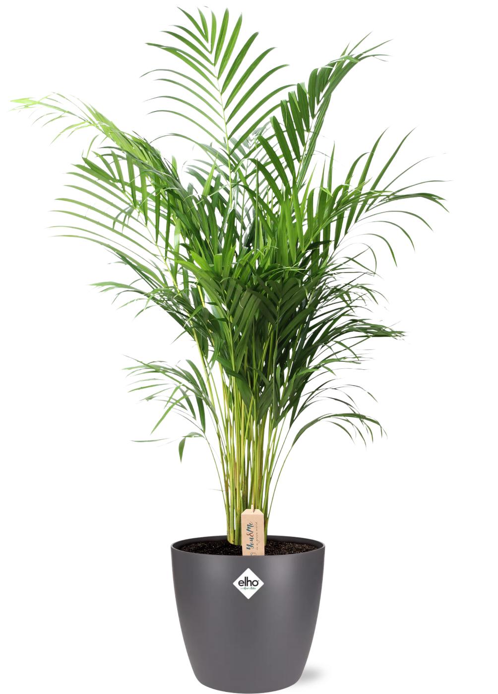 Dypsis lutescens - Areca-, Goldfruchtpalme mit Topf