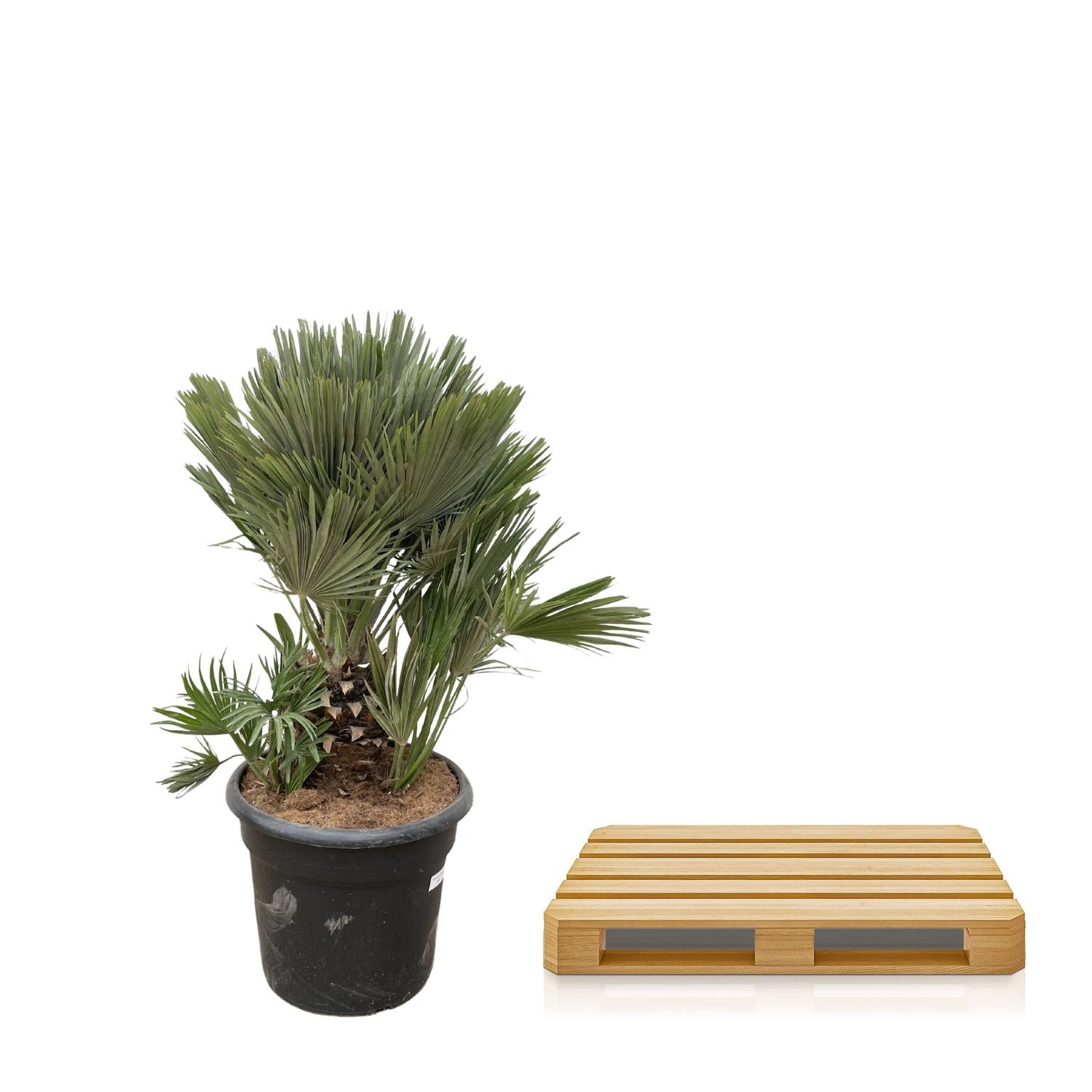 Chamaerops humilis - Europäische Zwergpalme