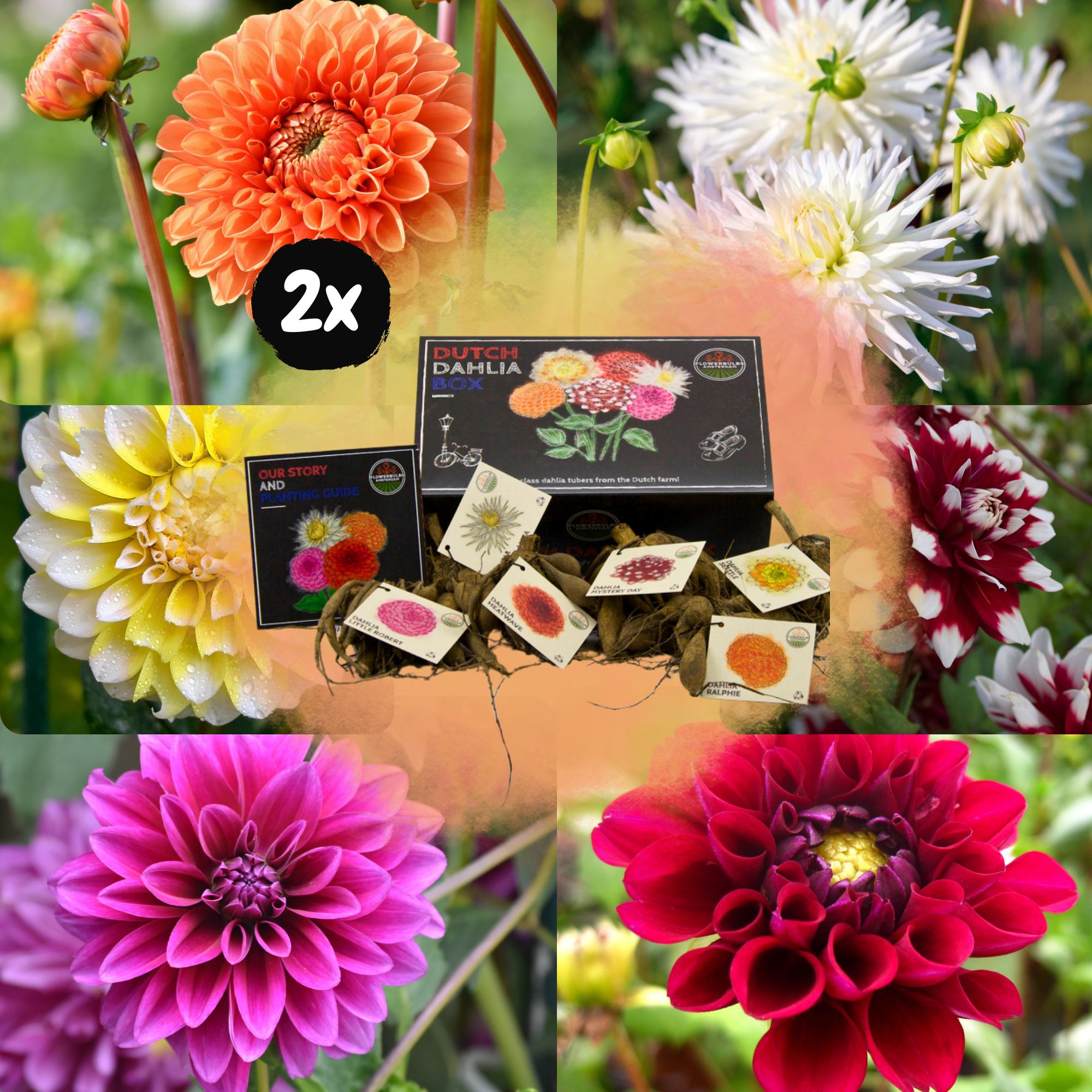 Dahlia - Verschiedene Sorten Dahlienknollen