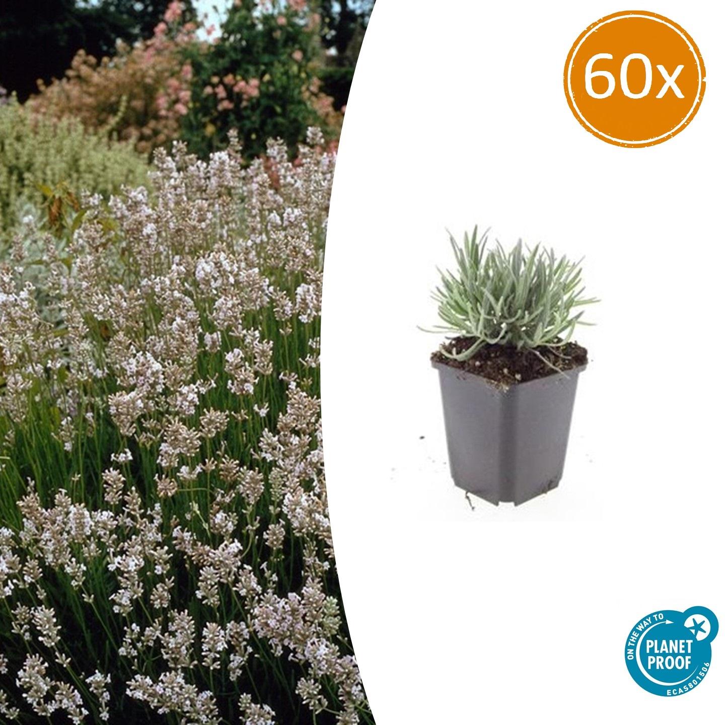 Bild für Variante ↨20 – 30cm・⌀9cm・Sorte &