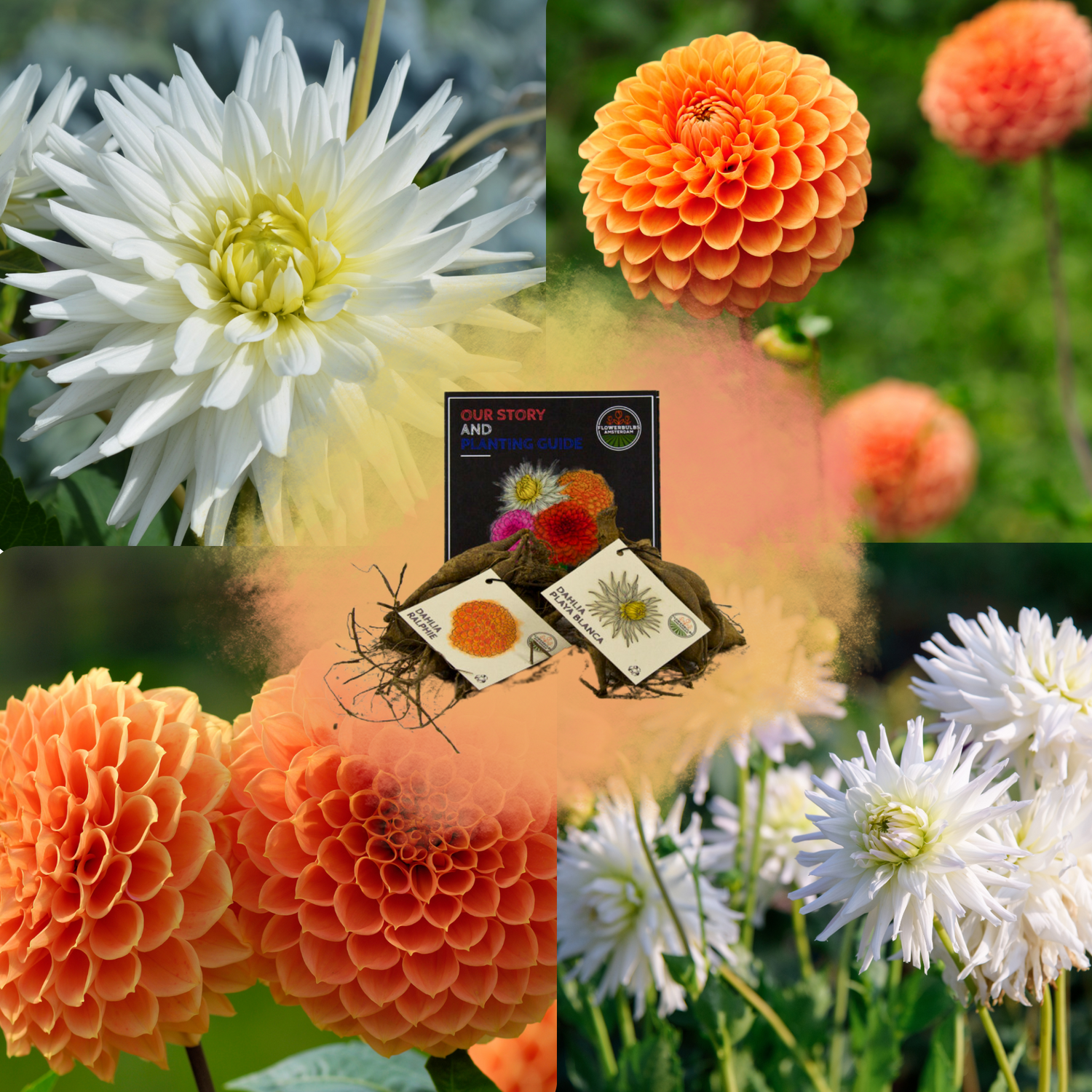 Dahlia - Verschiedene Sorten Dahlienknollen