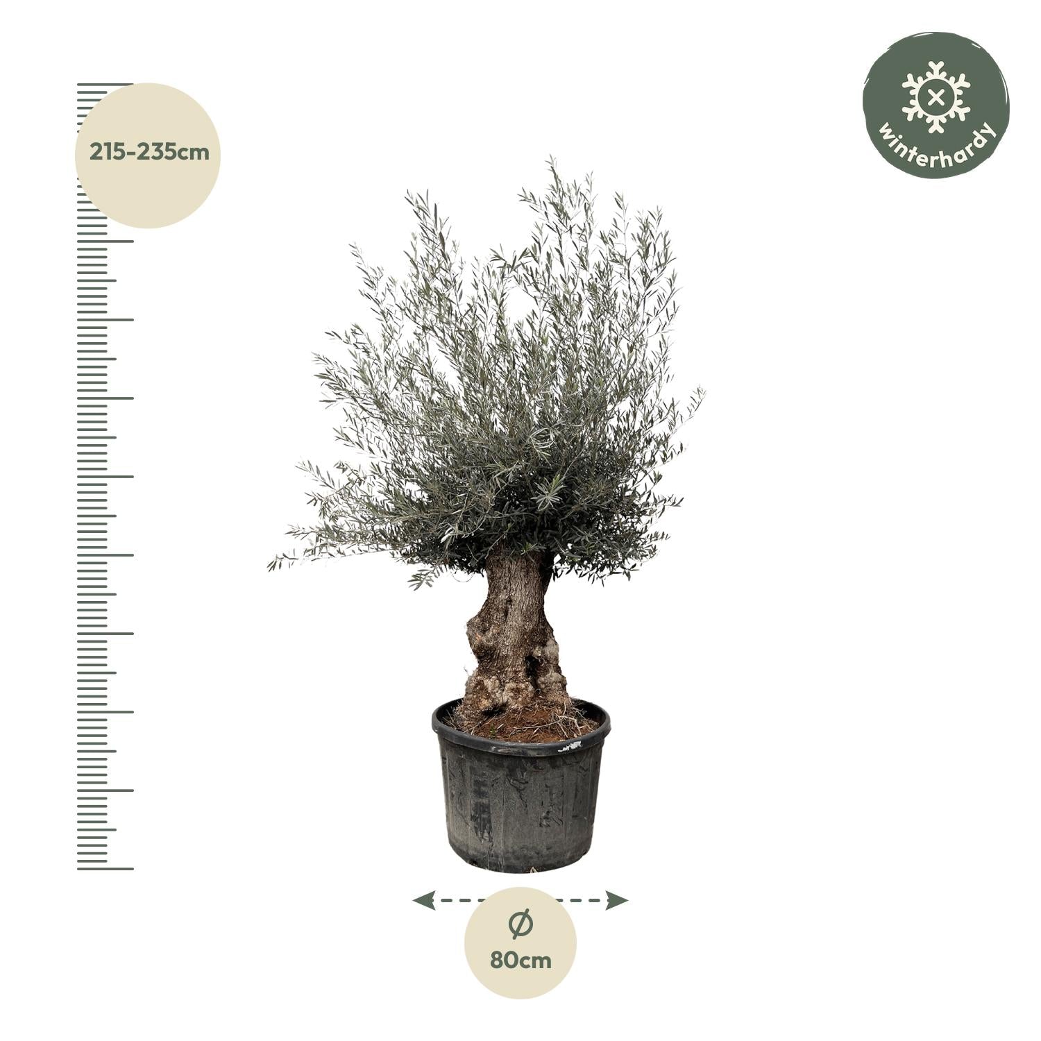 Olea europea - Olivenbaum, Ölbaum