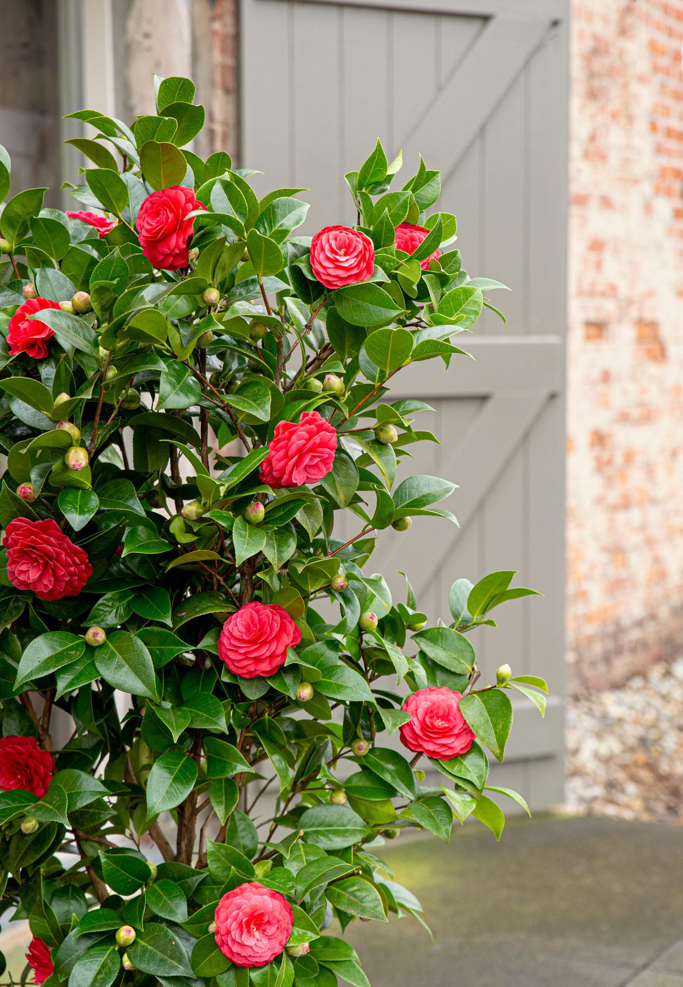 Camellia japonica - Japanische Kamelie