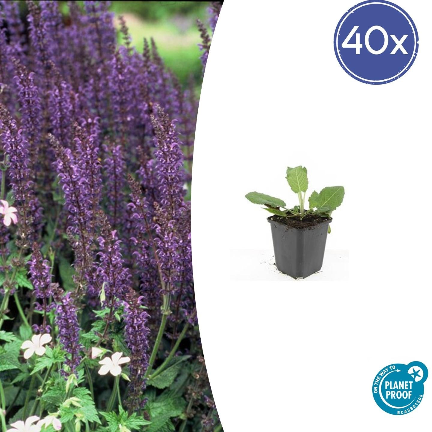 Salvia nemorosa - Verschiedene Sorten winterharter Hain-Salbei