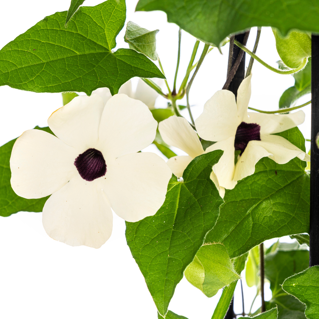 Thunbergia alata &