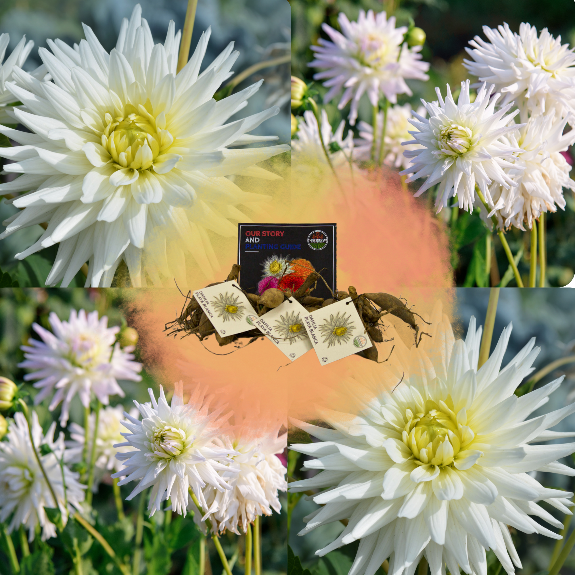 Dahlia - Verschiedene Sorten Dahlienknollen