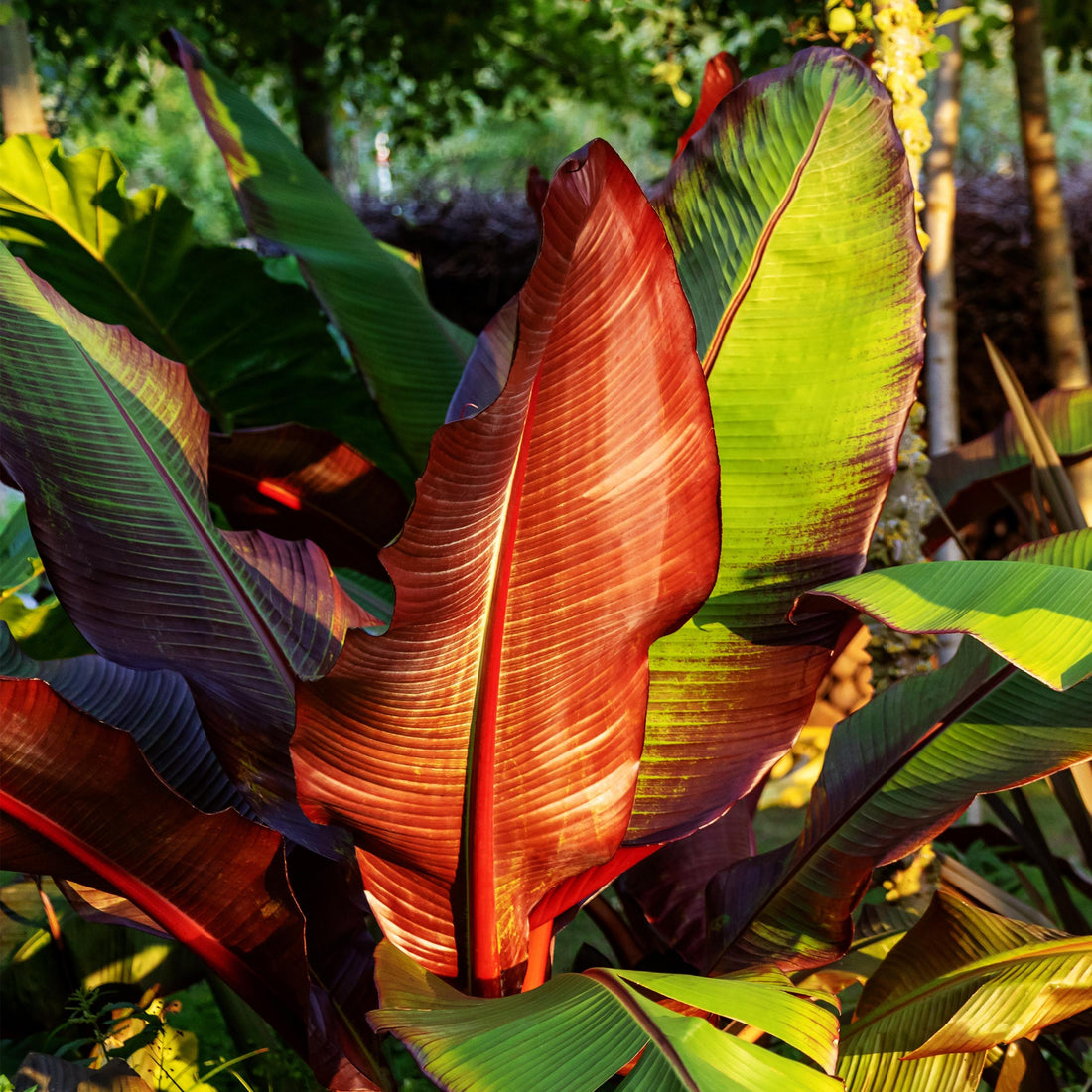 Ensete ventricosum &