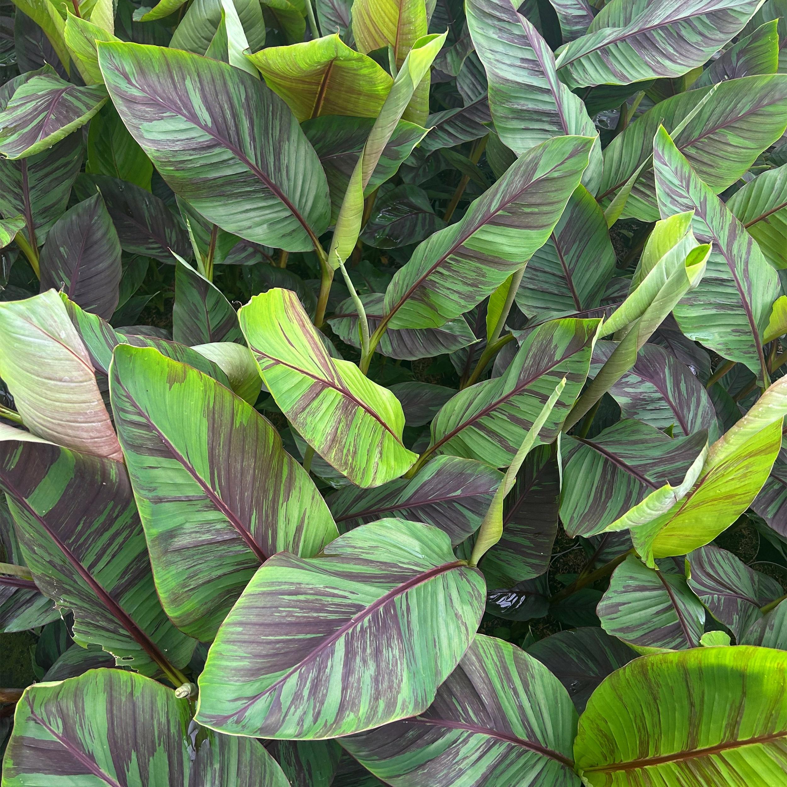 Musa sikkemensis - Darjeeling-Banane