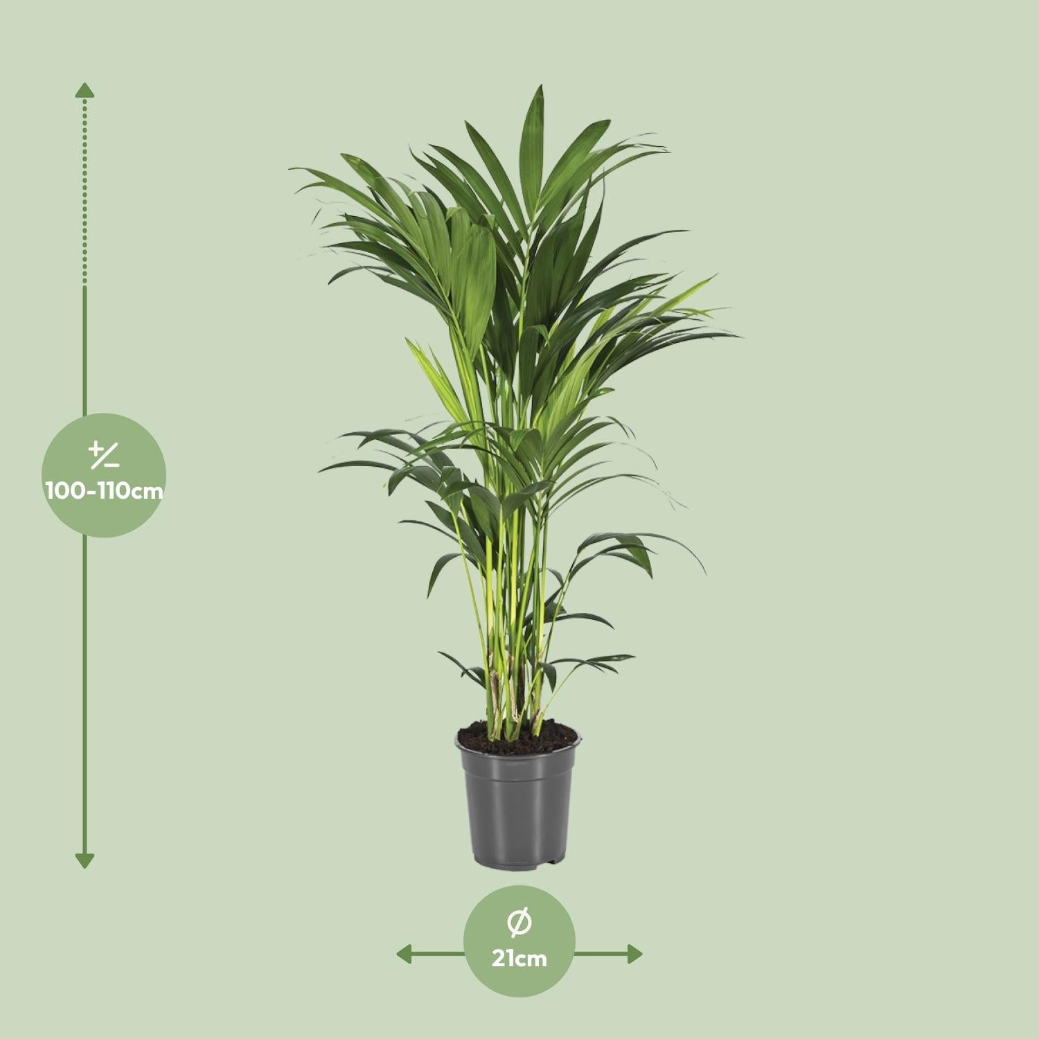 Howea forsteriana - Kentiapalme