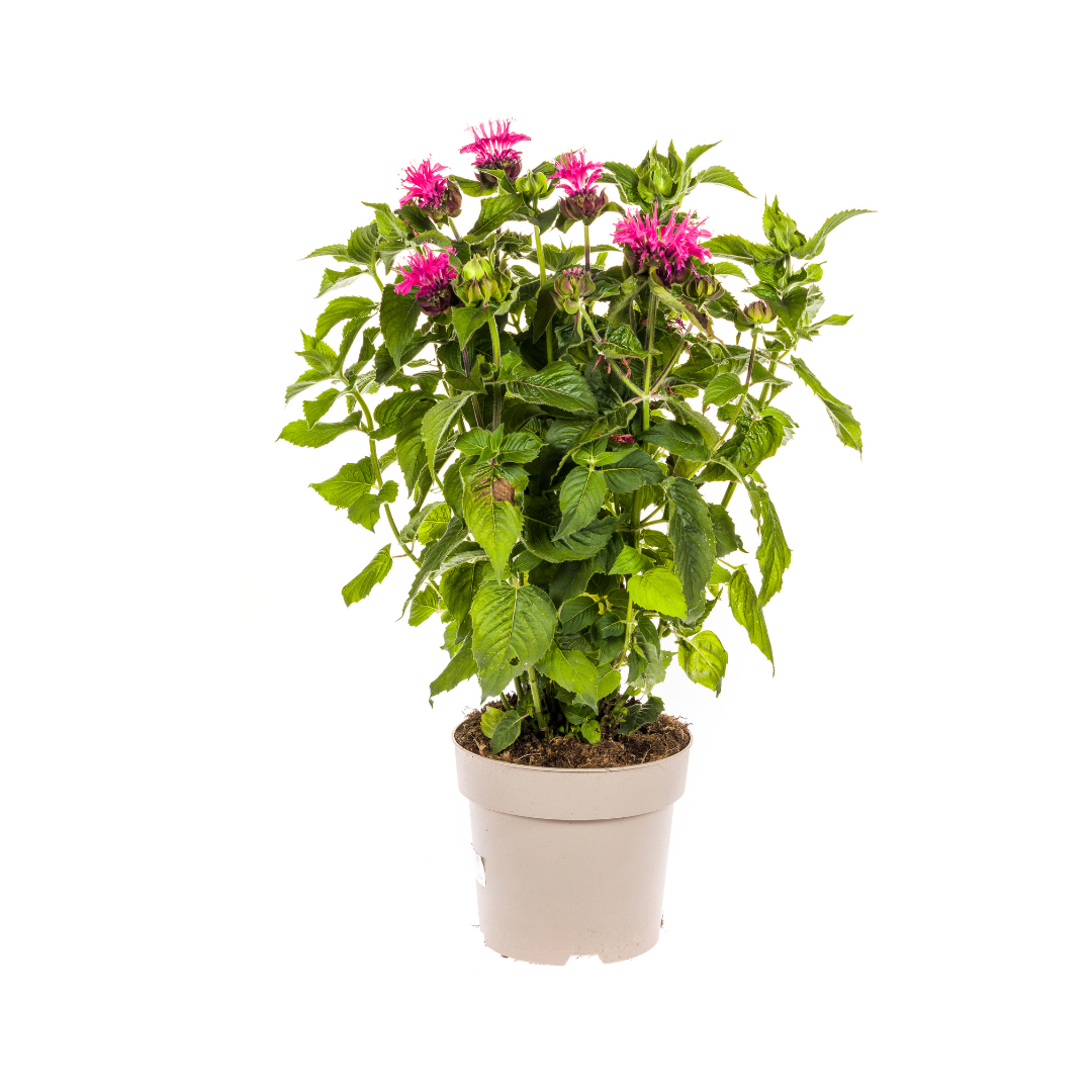 Monarda didyma - Goldmelisse, Indianernessel