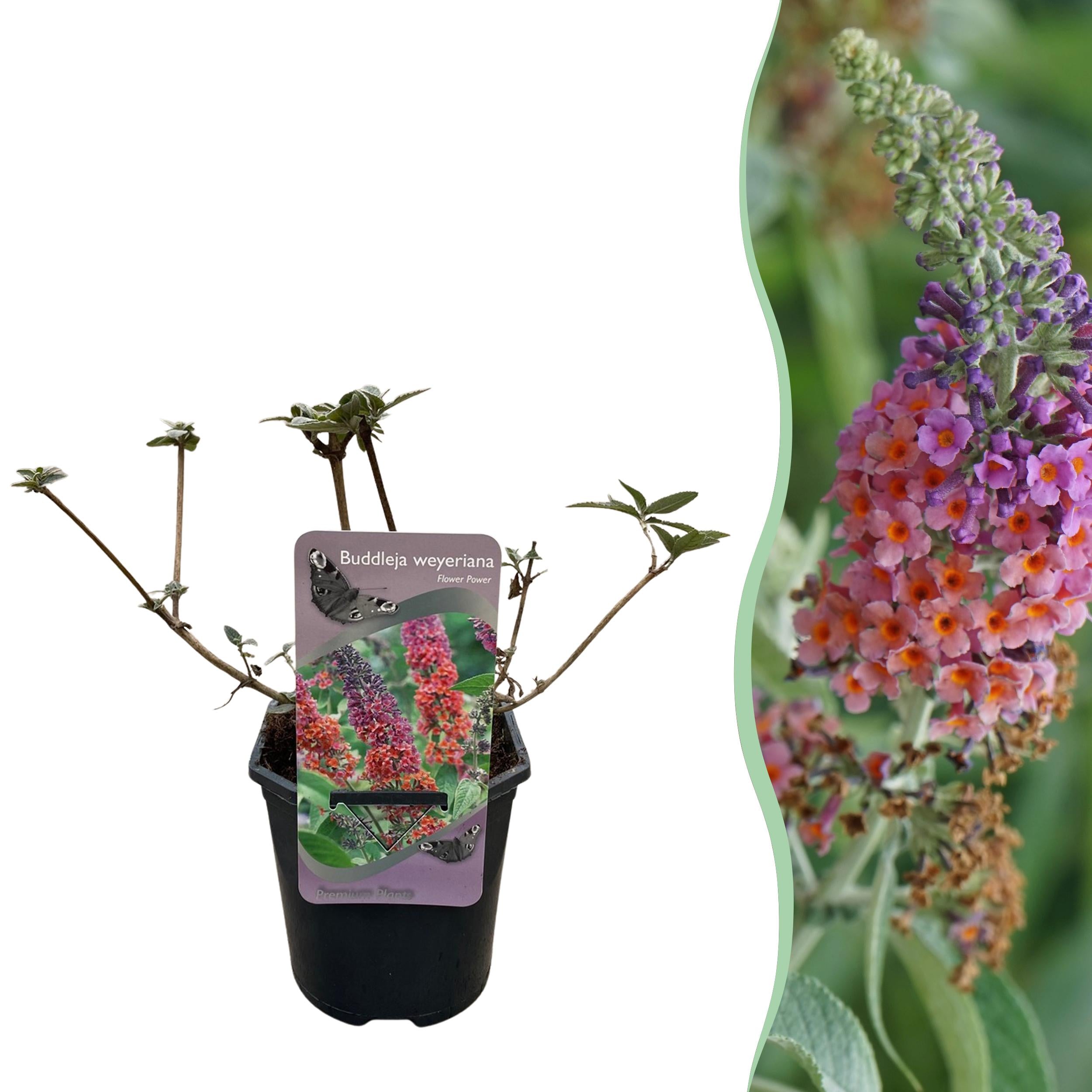 Buddleja davidii - Zwerg-Schmetterlingsflieder, Sommerflieder