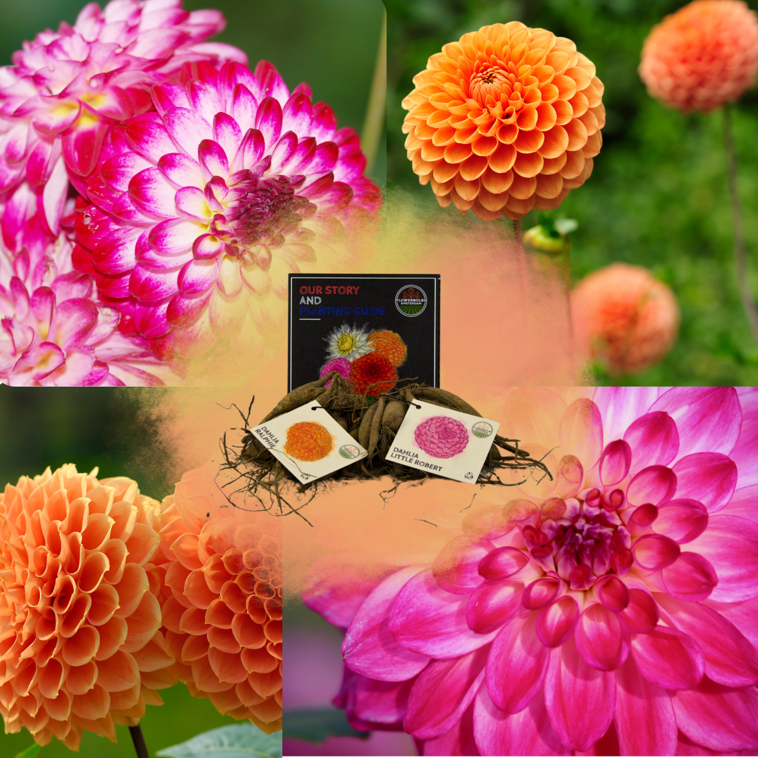 Dahlia - Verschiedene Sorten Dahlienknollen