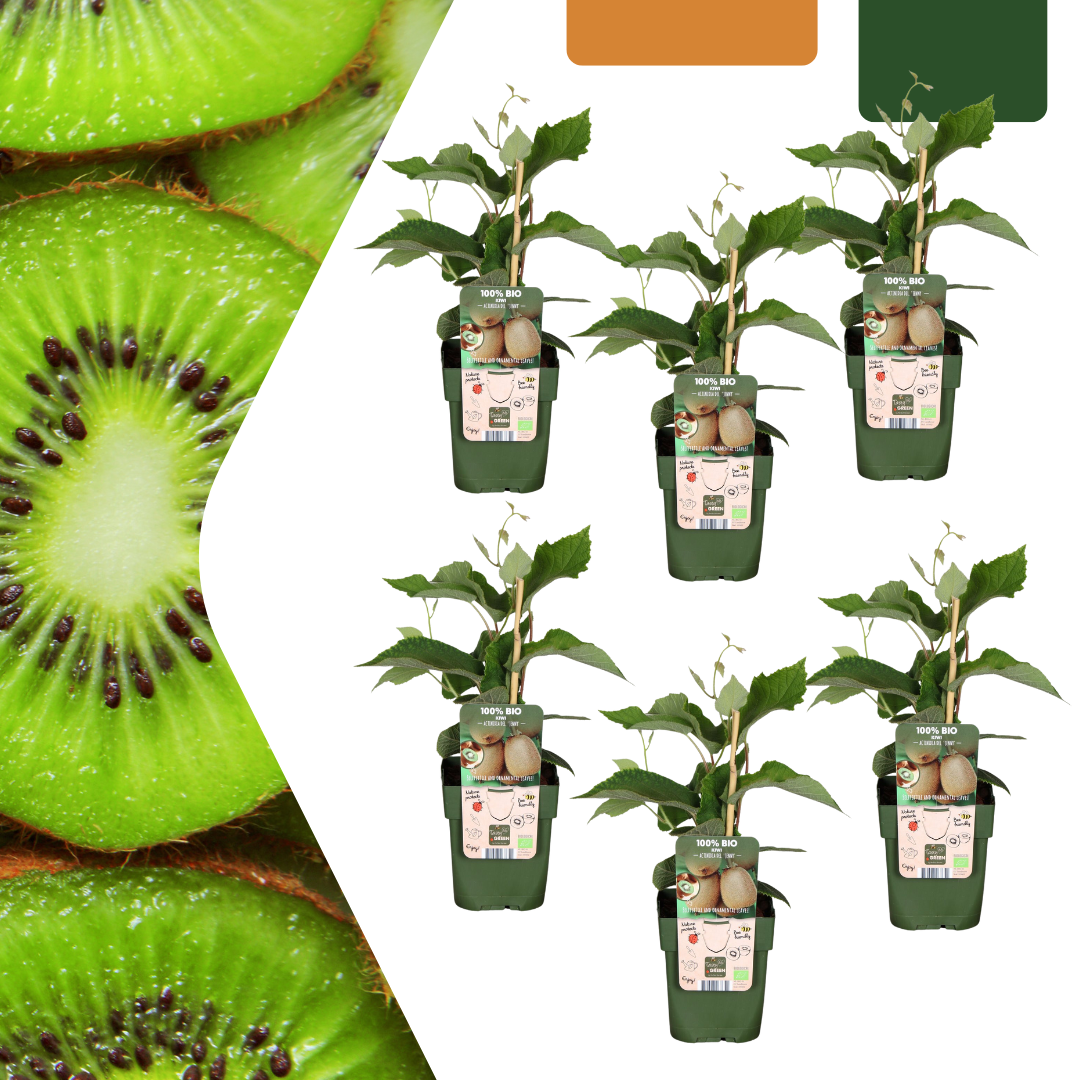 Actinidia deliciosa - Verschiedene Sorten Kiwipflanzen