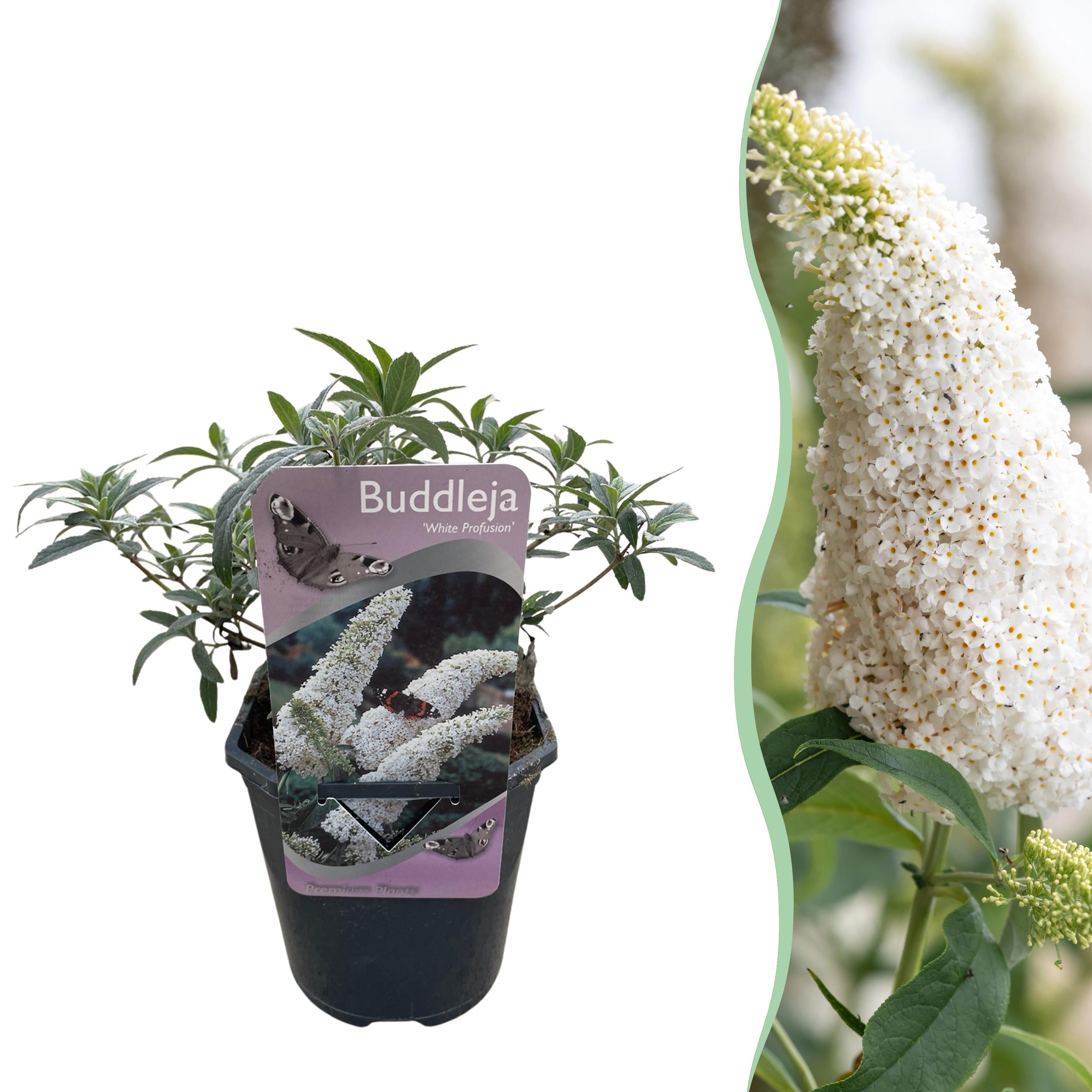 Buddleja davidii - Zwerg-Schmetterlingsflieder, Sommerflieder