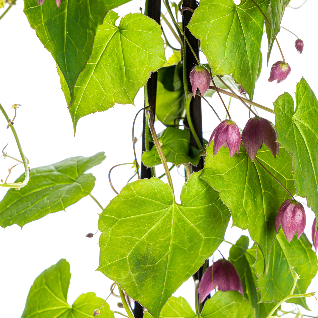 Rhodochiton atrosanguineum &