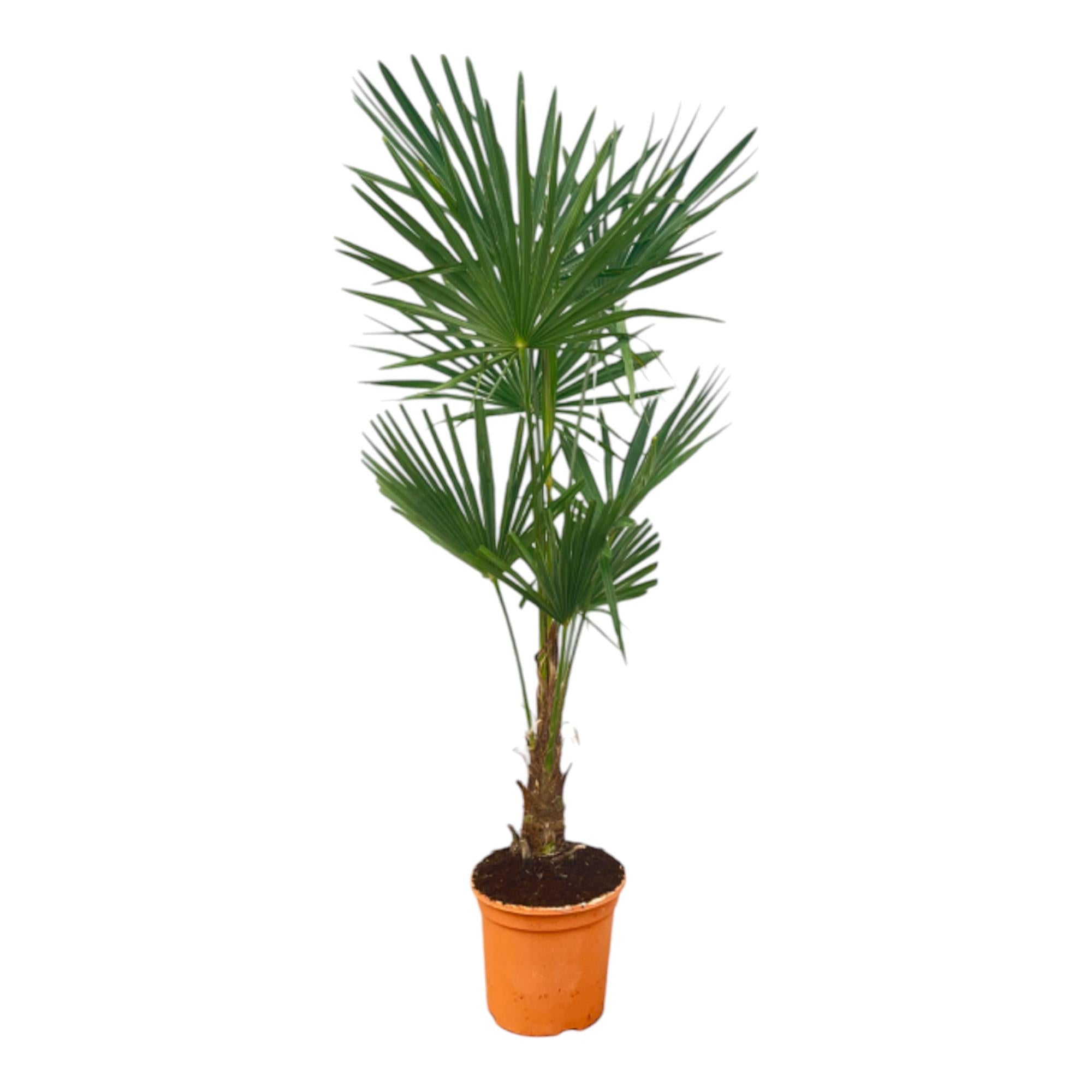 Bild für Variante ↨120 – 150cm・⌀27cm
