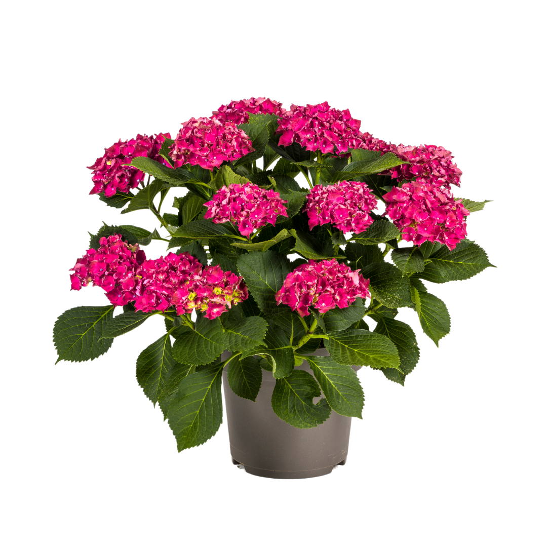 Hydrangea macrophylla - Bauernhortensie, Gartenhortensie