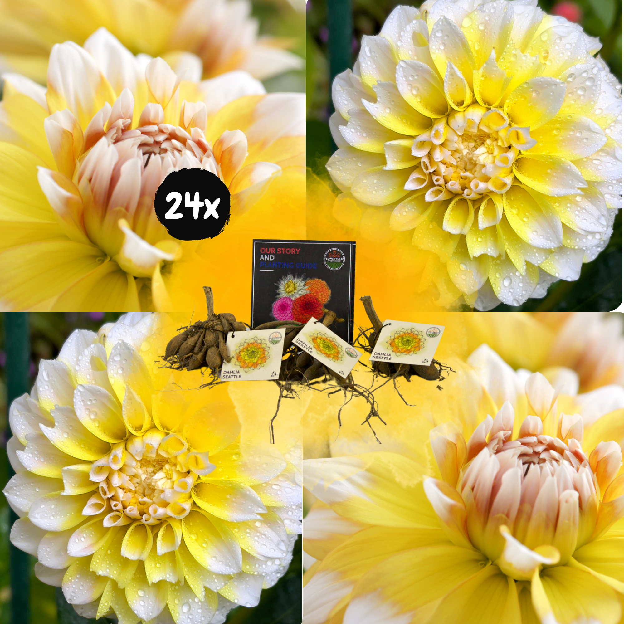 Dahlia - Verschiedene Sorten Dahlienknollen