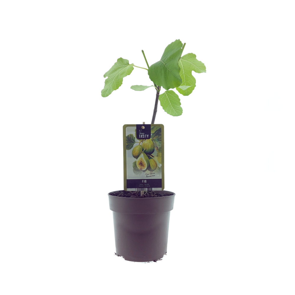 Ficus carica - Winterharte Echte Feige