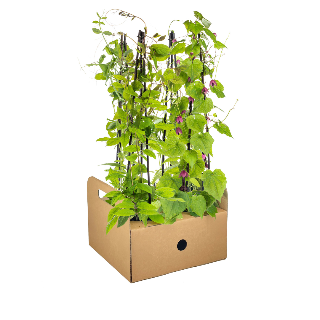 Bild für Variante ↨50 – 70cm・⌀13cm