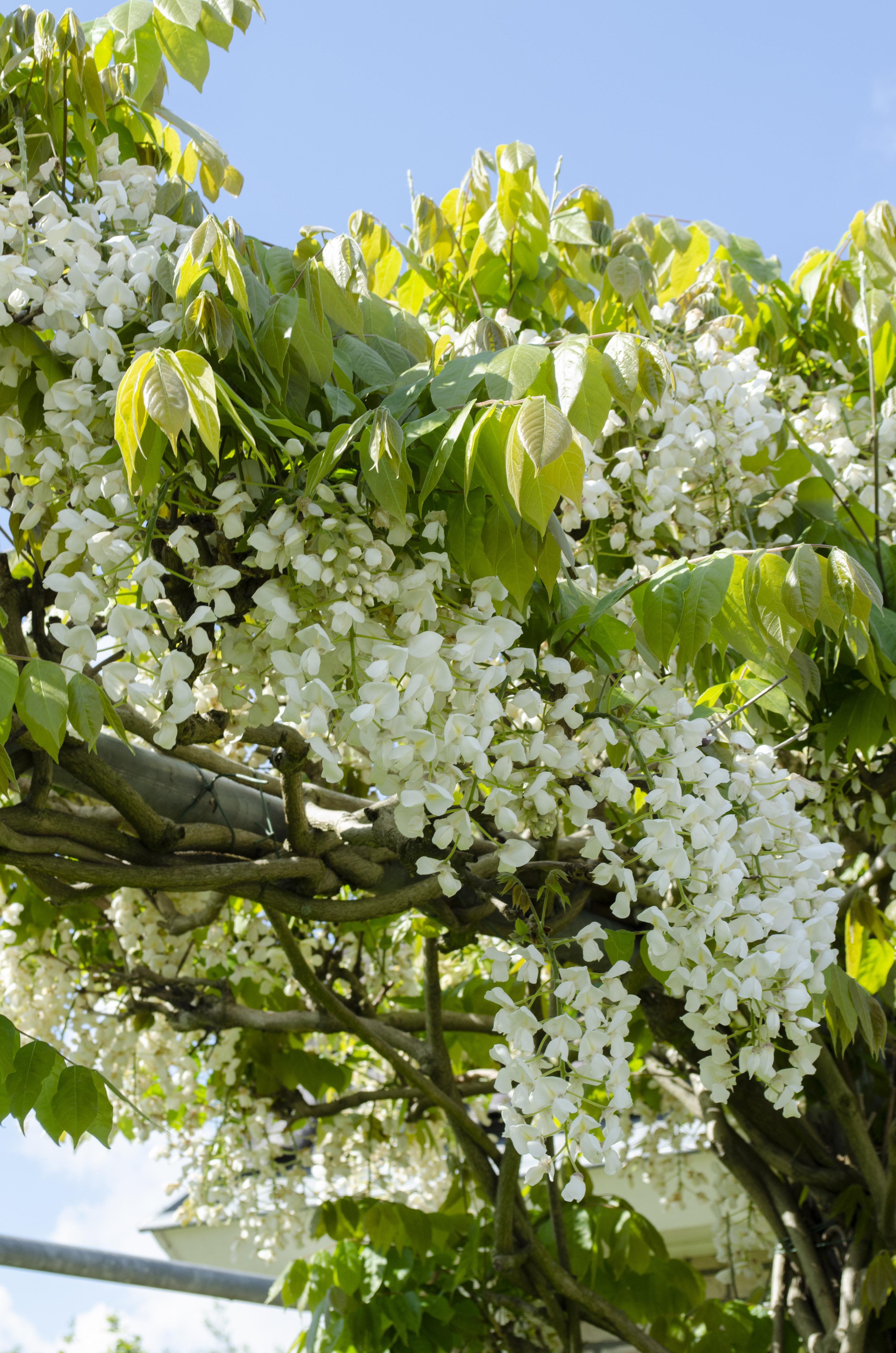 Wisteria floribunda - Japanische Blauregen