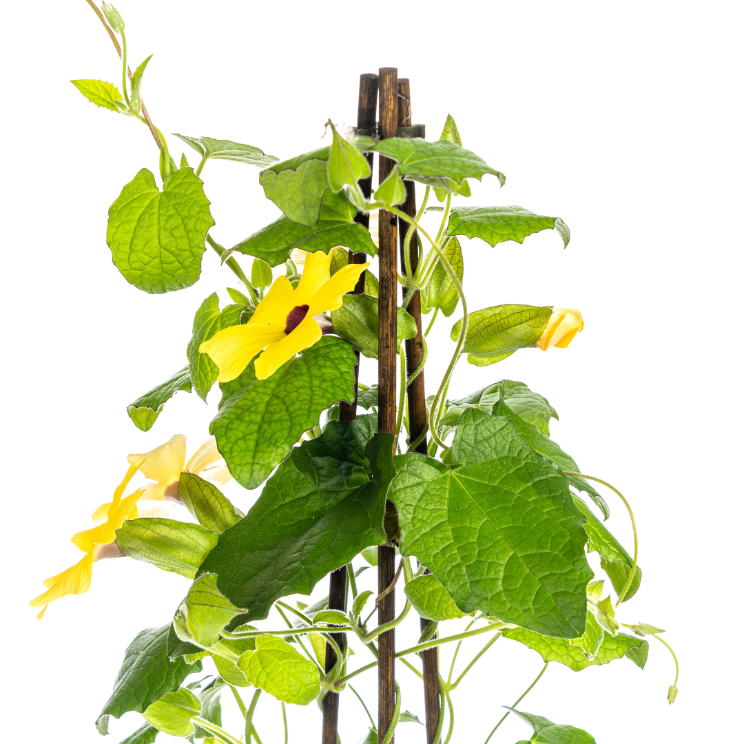 Thunbergia alata &