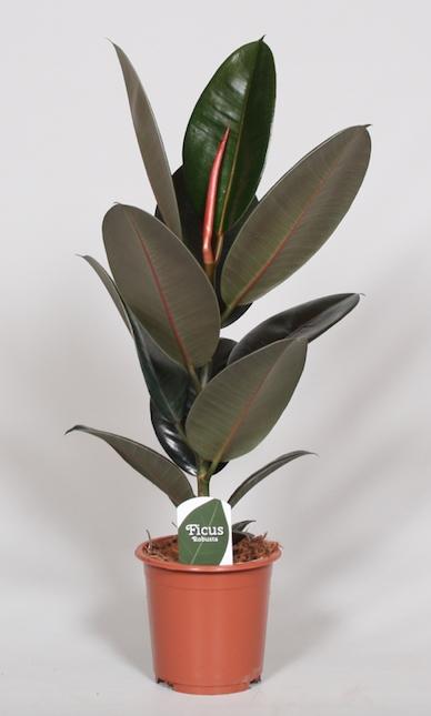 Ficus elastica - Gummibaum