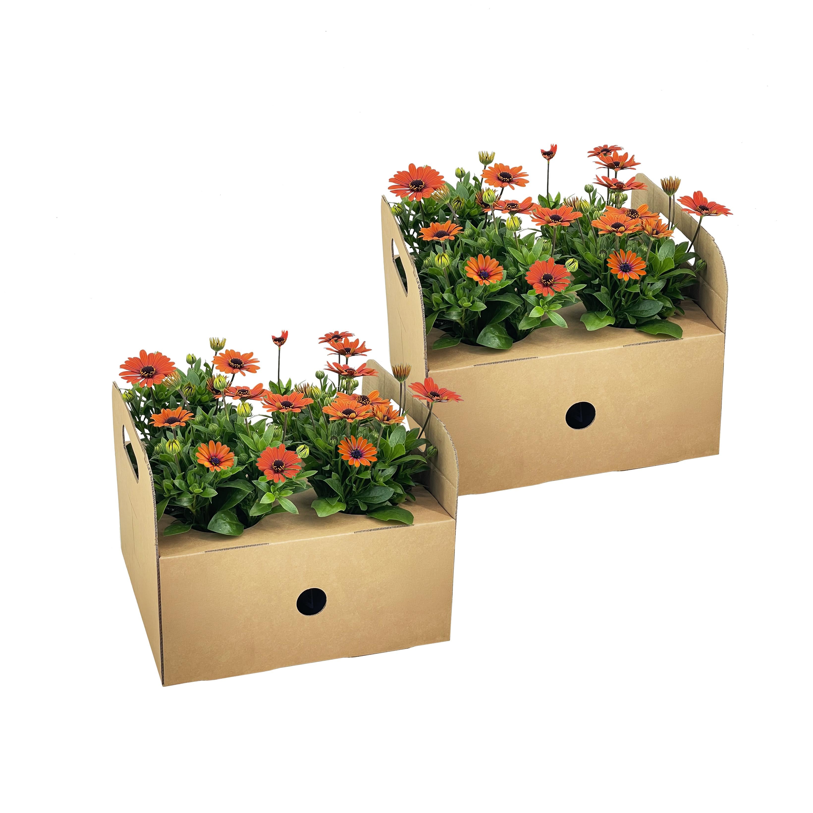 Bild für Variante ↨20 – 30cm・⌀12cm・orange Blüten・2×4er-Set