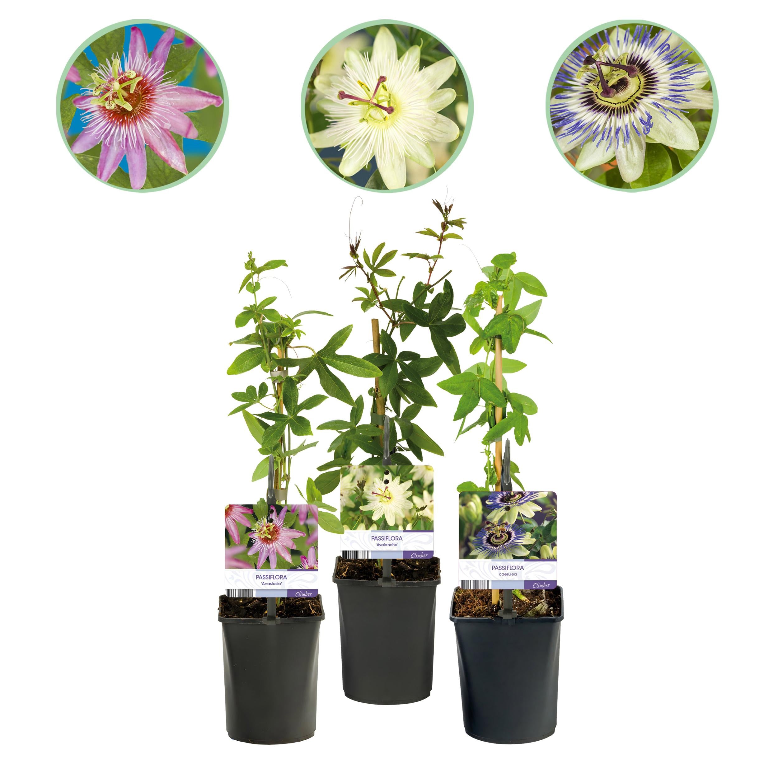 Bild für Variante ↨30 – 40cm・⌀11cm・3er-Set &