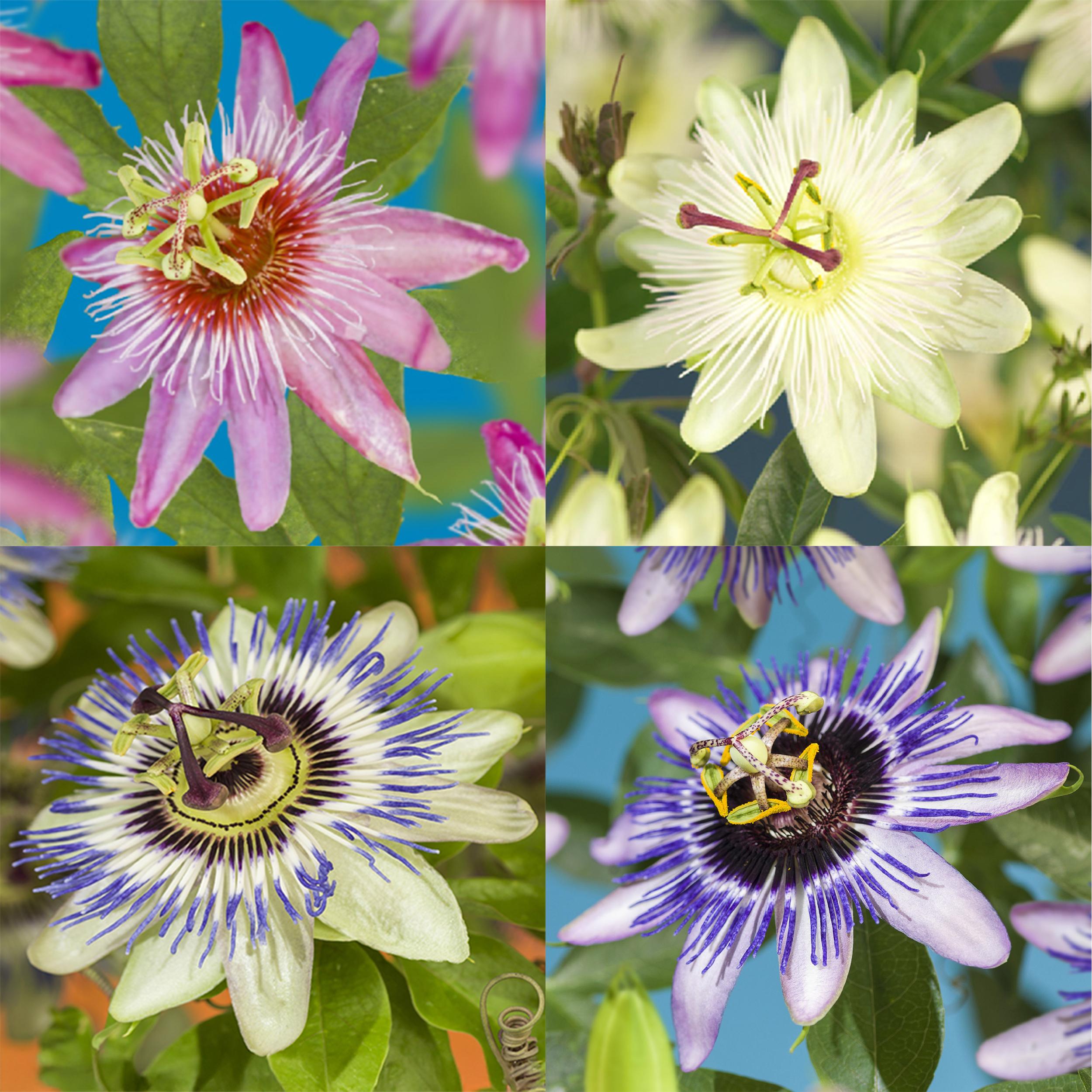 Passiflora - Winterharte Passionsblume